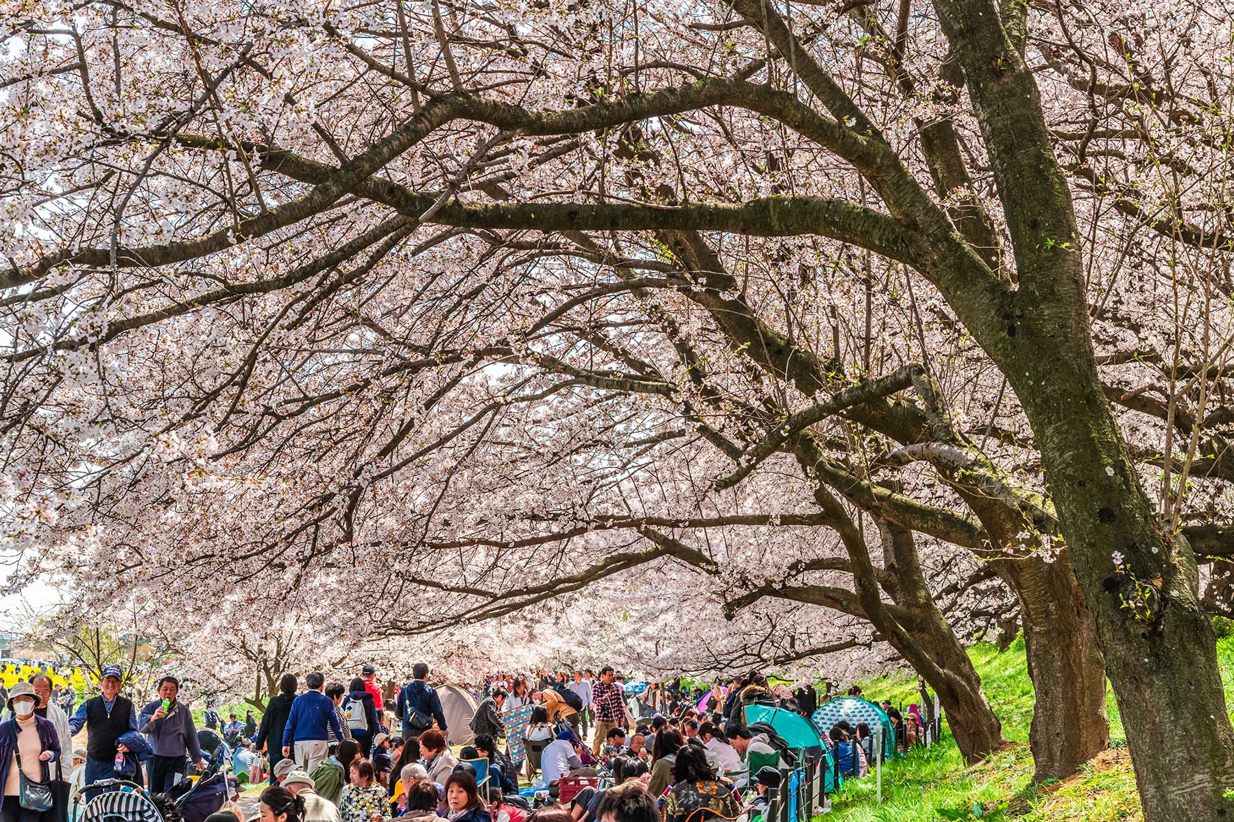 幸手権現堂桜まつり | フォトさいたま