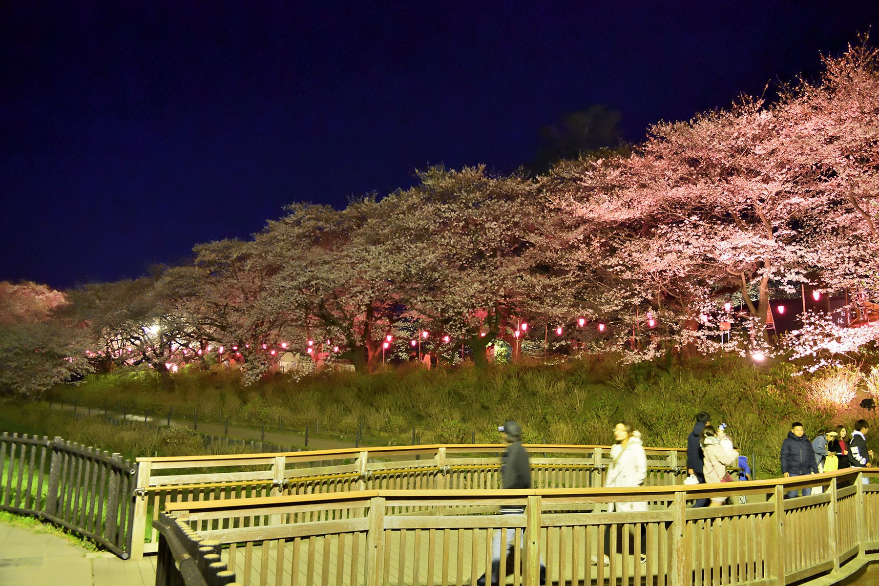 幸手権現堂桜まつり | フォトさいたま