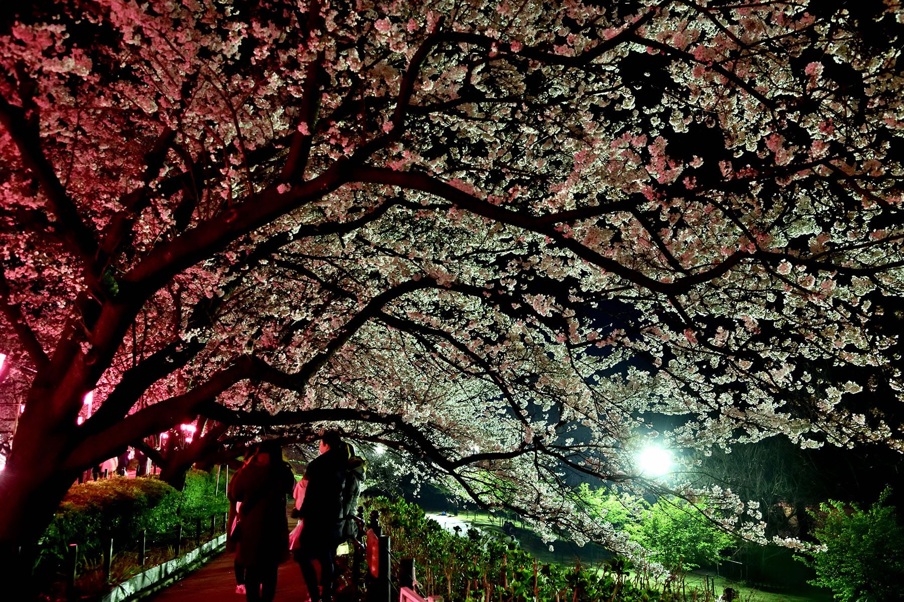 幸手権現堂桜まつり | フォトさいたま