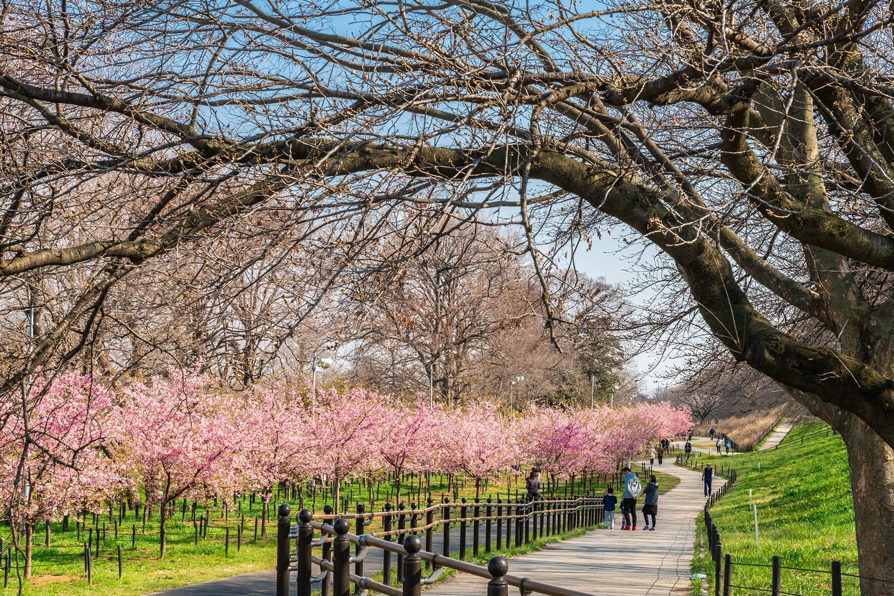 幸手権現堂桜まつり | フォトさいたま