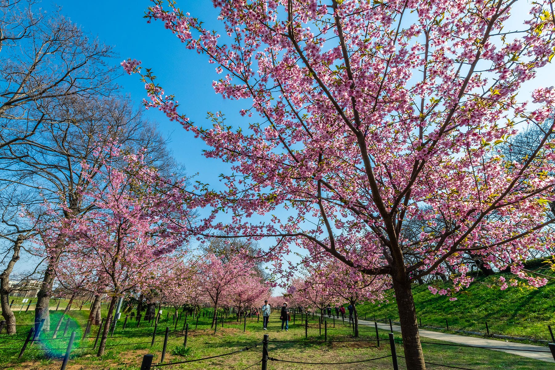 幸手権現堂桜まつり | フォトさいたま