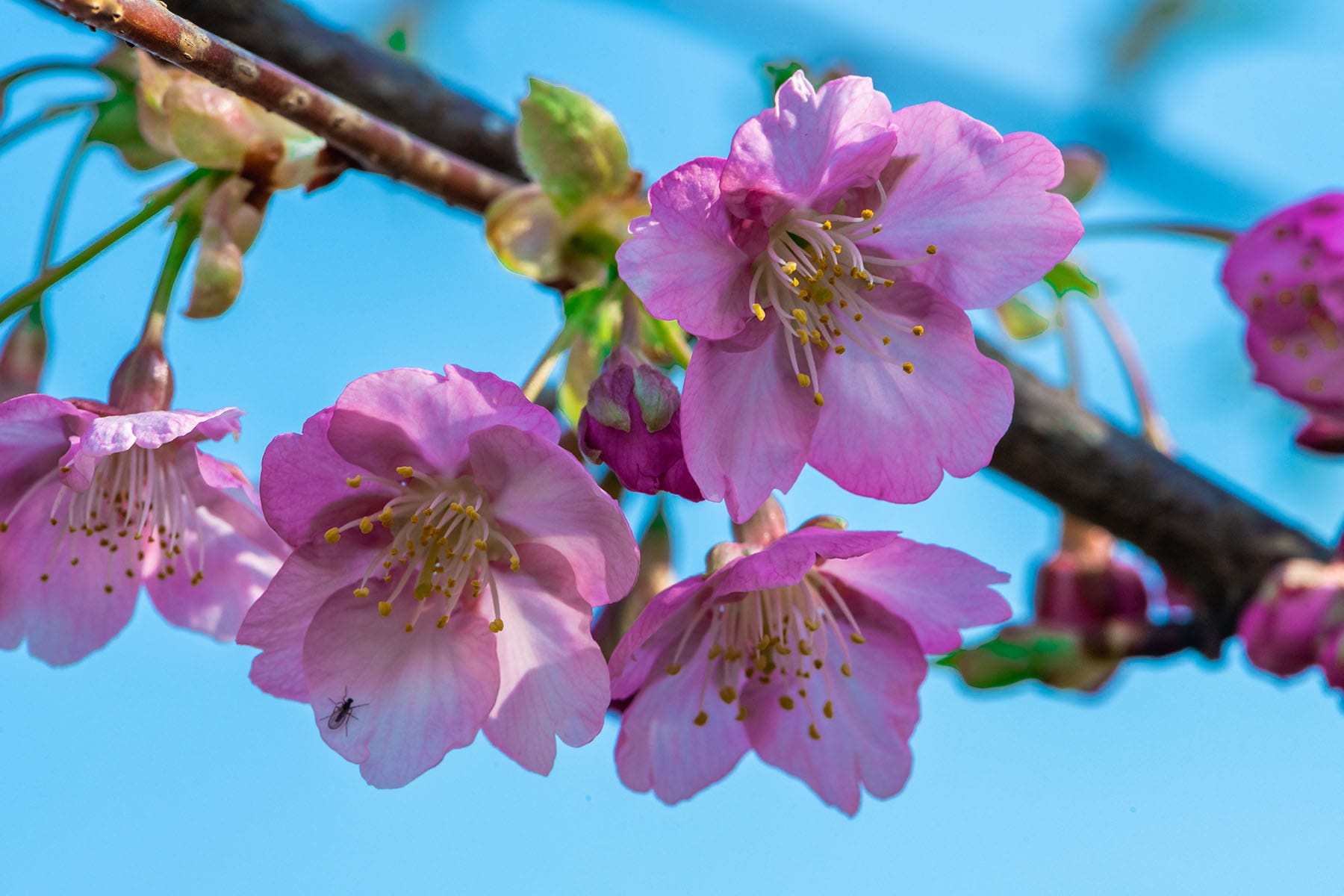 幸手権現堂桜まつり | フォトさいたま