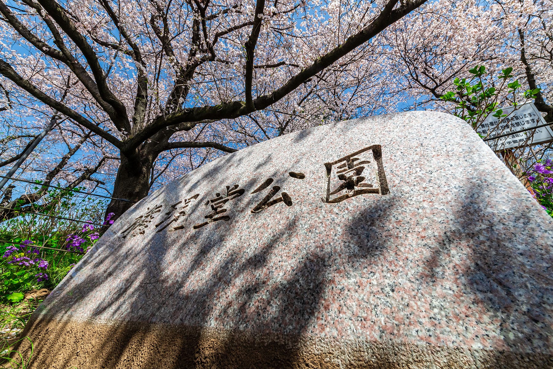 幸手権現堂桜まつり | フォトさいたま