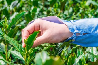 ところざわ新茶まつり