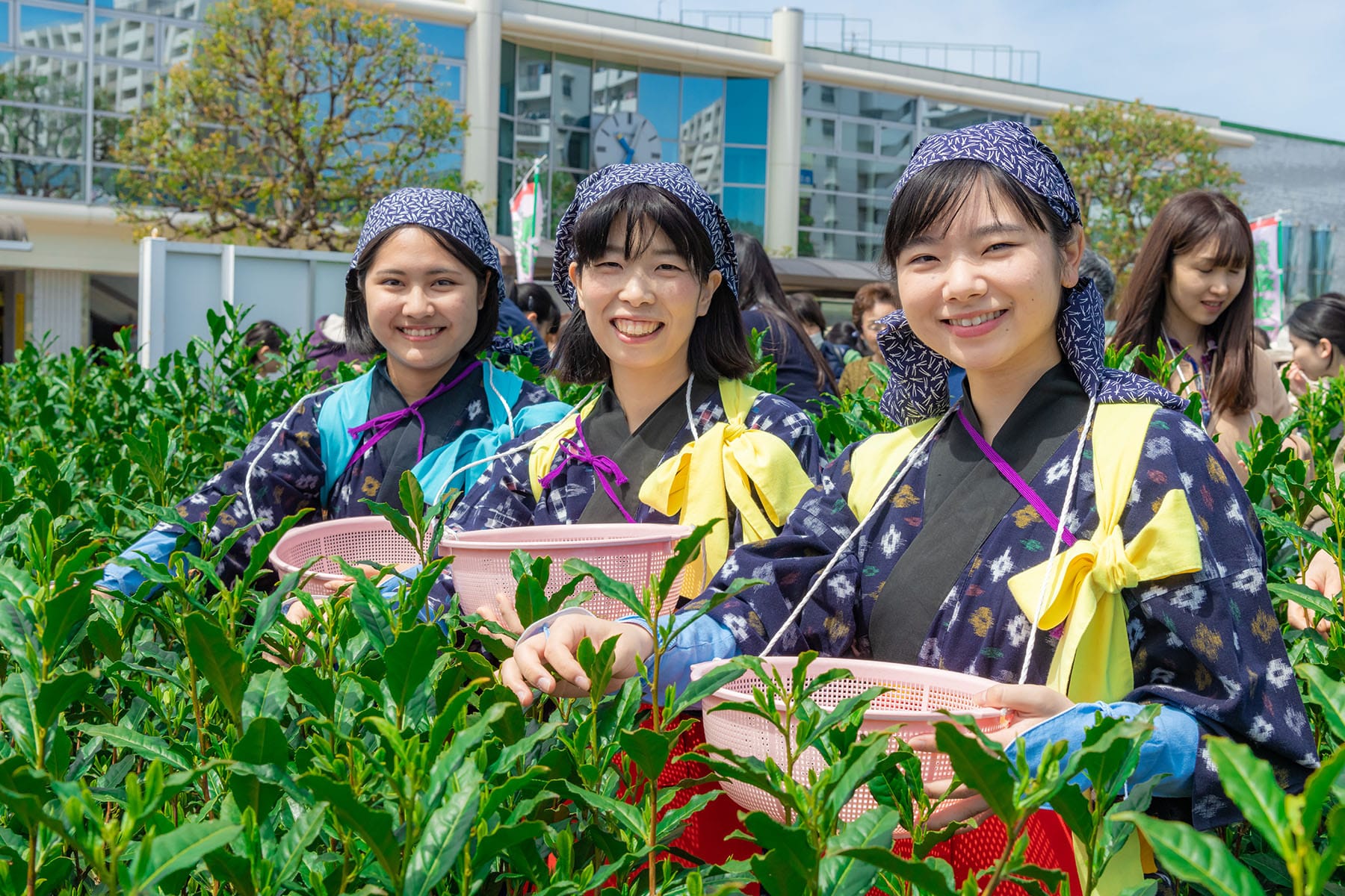 ところざわ新茶まつり | フォトさいたま