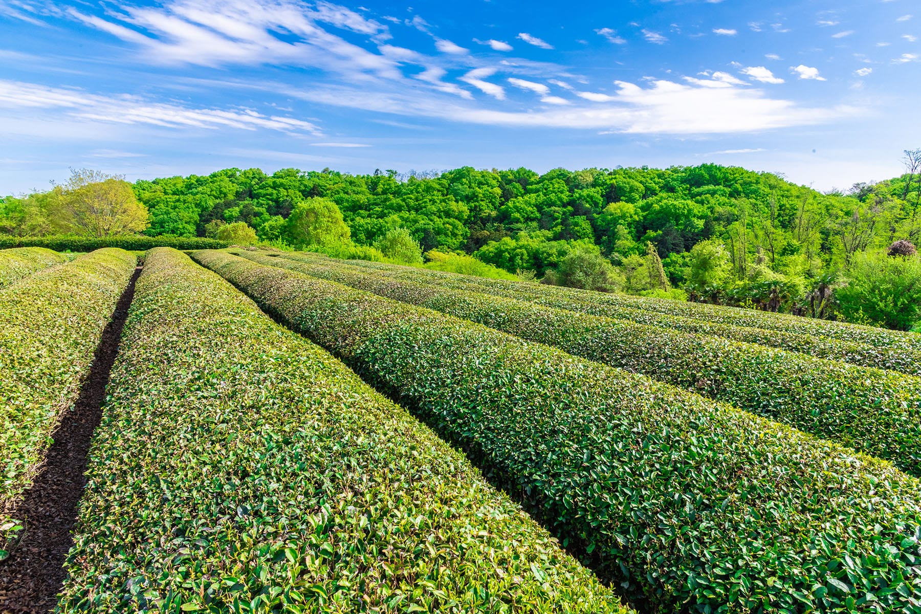 ところざわ新茶まつり | フォトさいたま