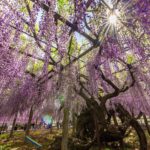 長泉寺のフジ（長泉寺） | フォトさいたま