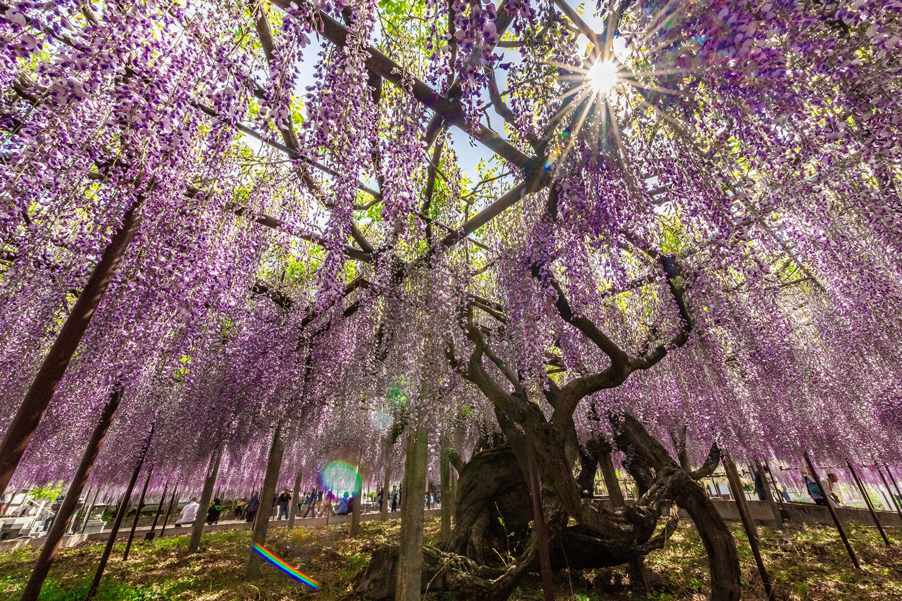 長泉寺のフジ（長泉寺） | フォトさいたま