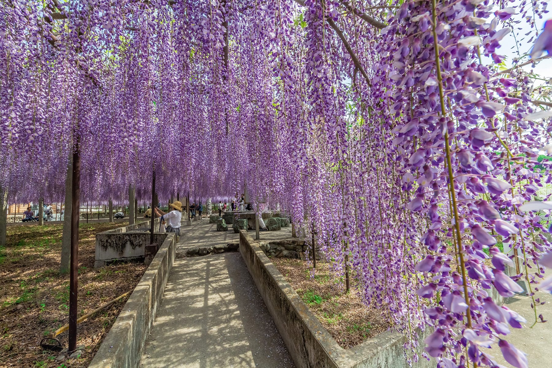 長泉寺のフジ（長泉寺） | フォトさいたま