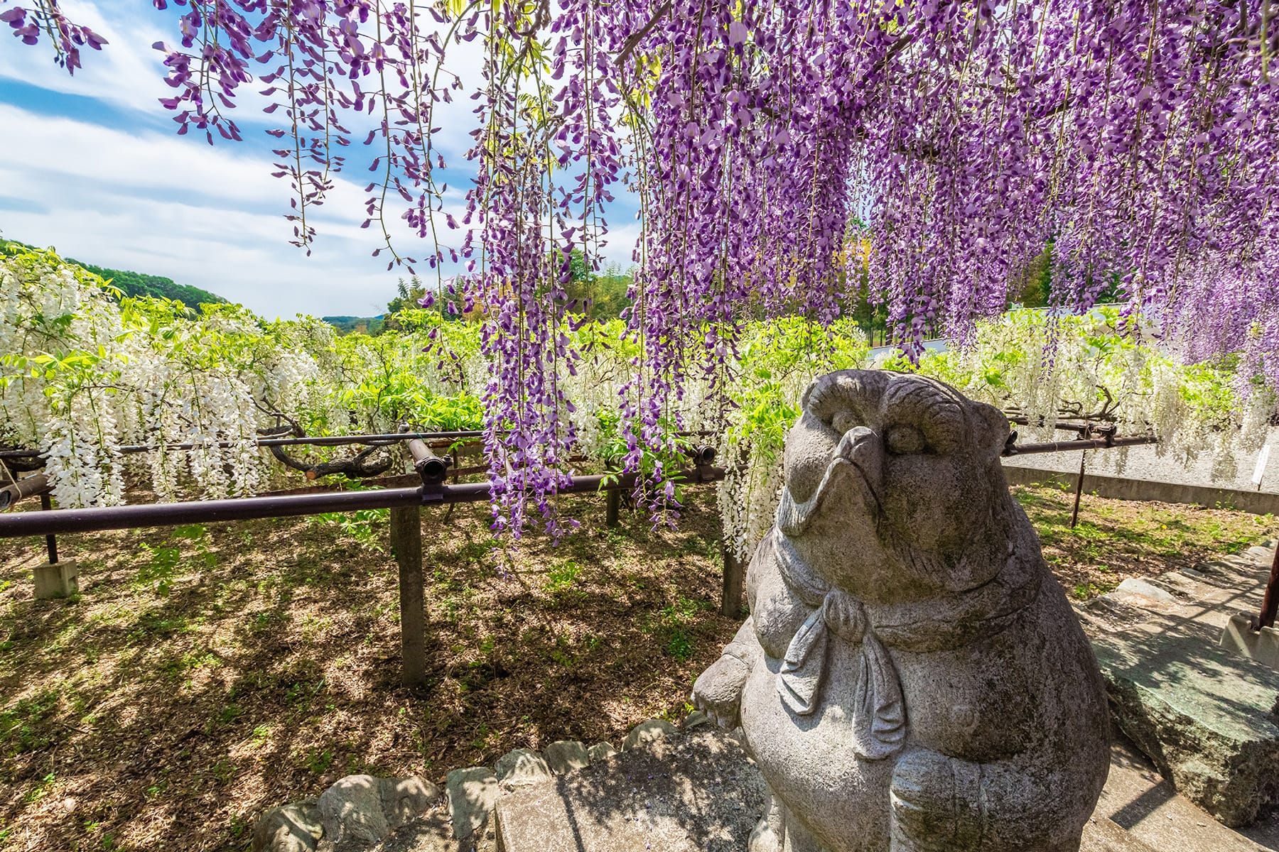 長泉寺のフジ（長泉寺） | フォトさいたま