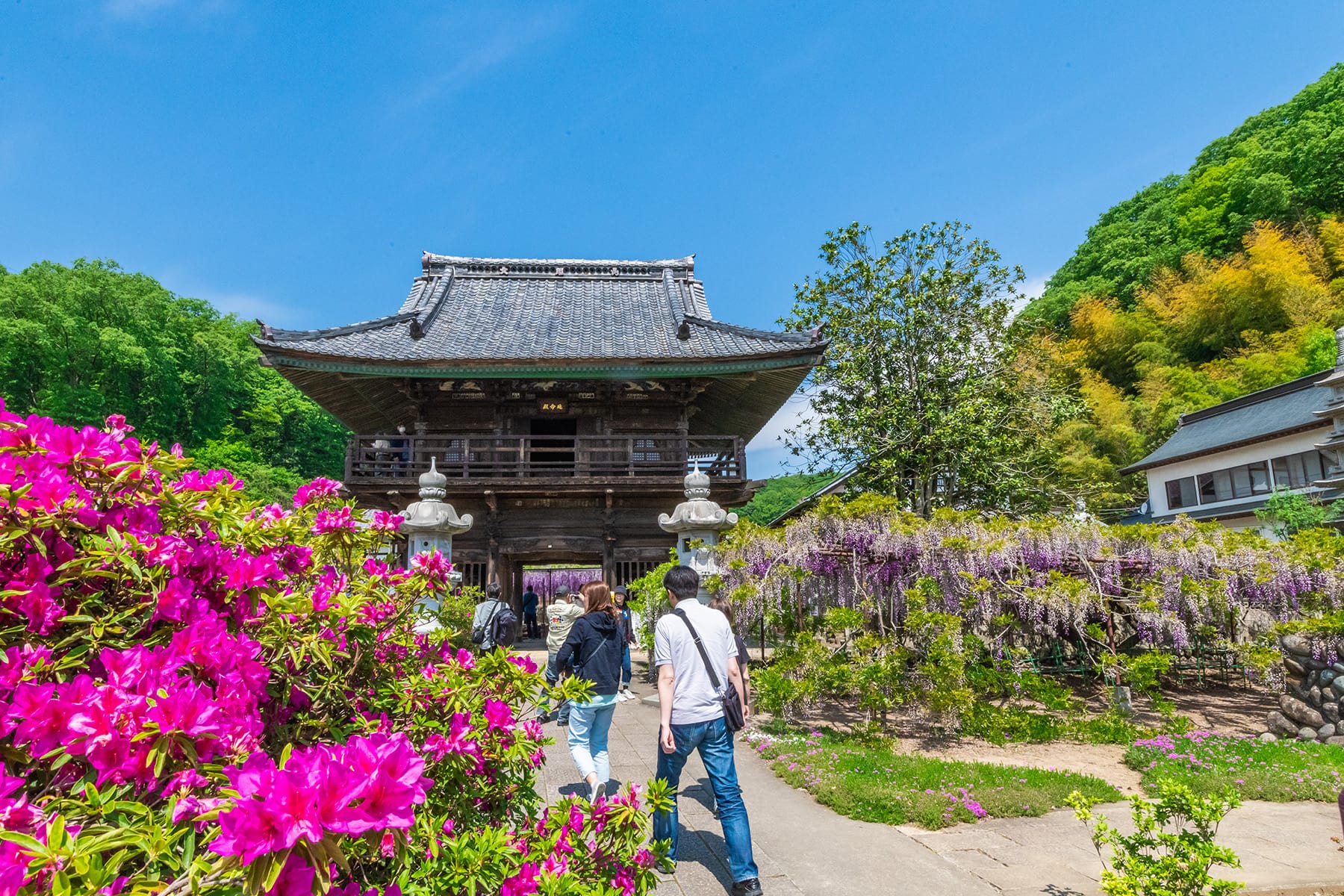 長泉寺のフジ（長泉寺） | フォトさいたま