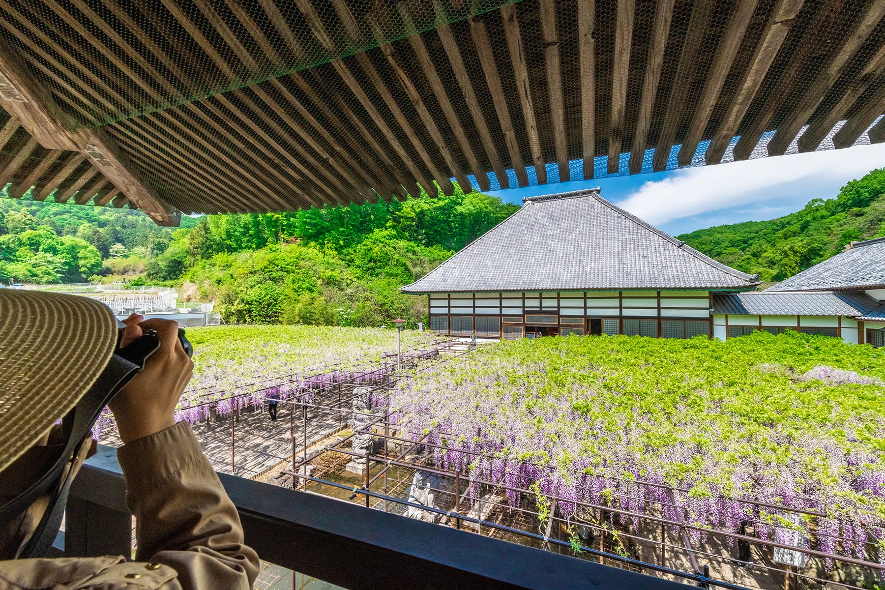 長泉寺のフジ（長泉寺） | フォトさいたま