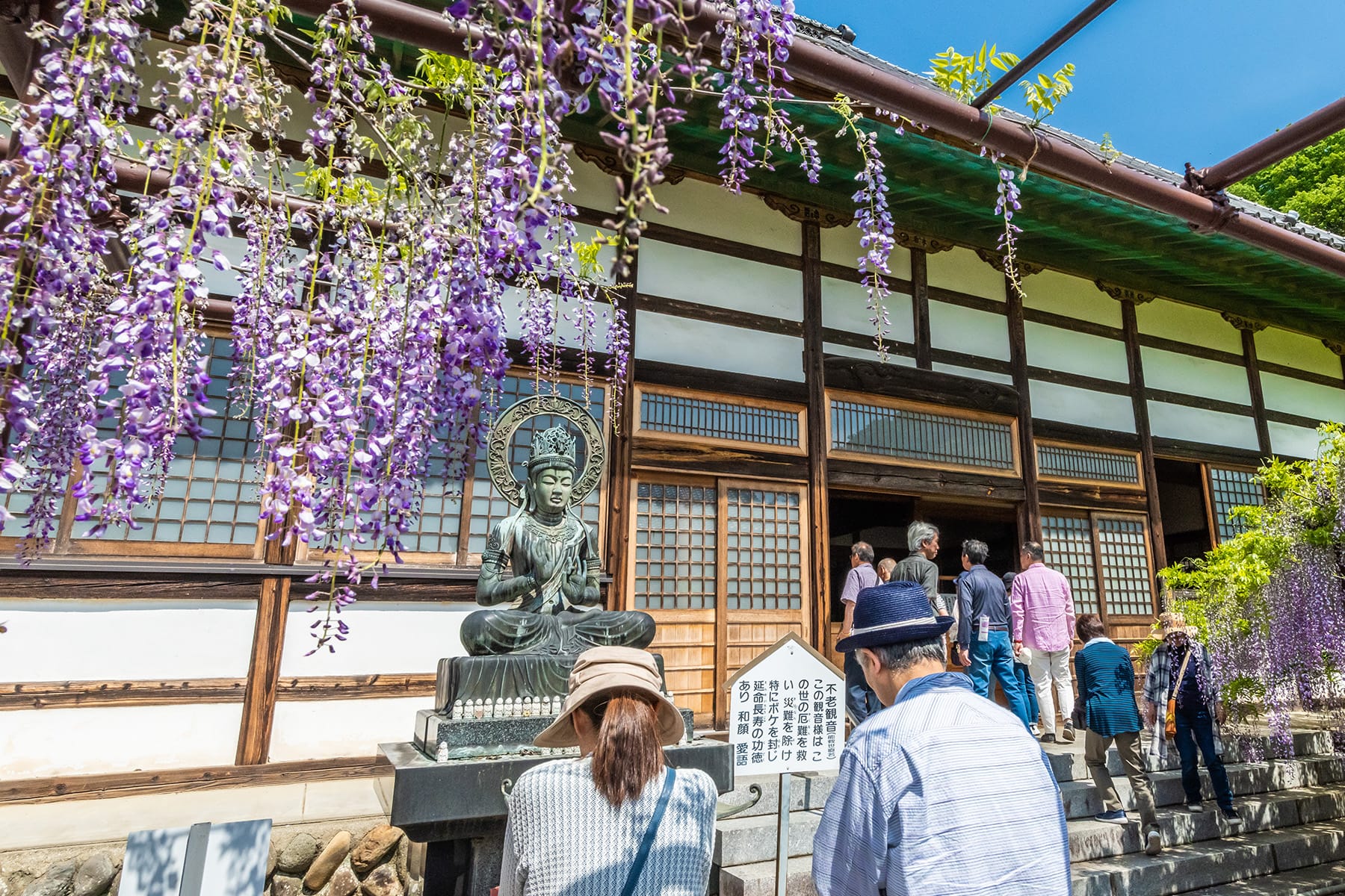 長泉寺のフジ（長泉寺） | フォトさいたま