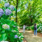 大宮公園の紫陽花と花菖蒲 | フォトさいたま