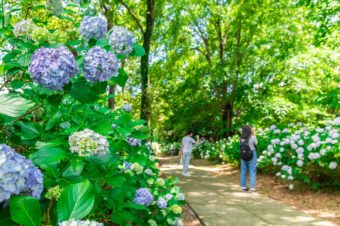 大宮公園の紫陽花と花菖蒲