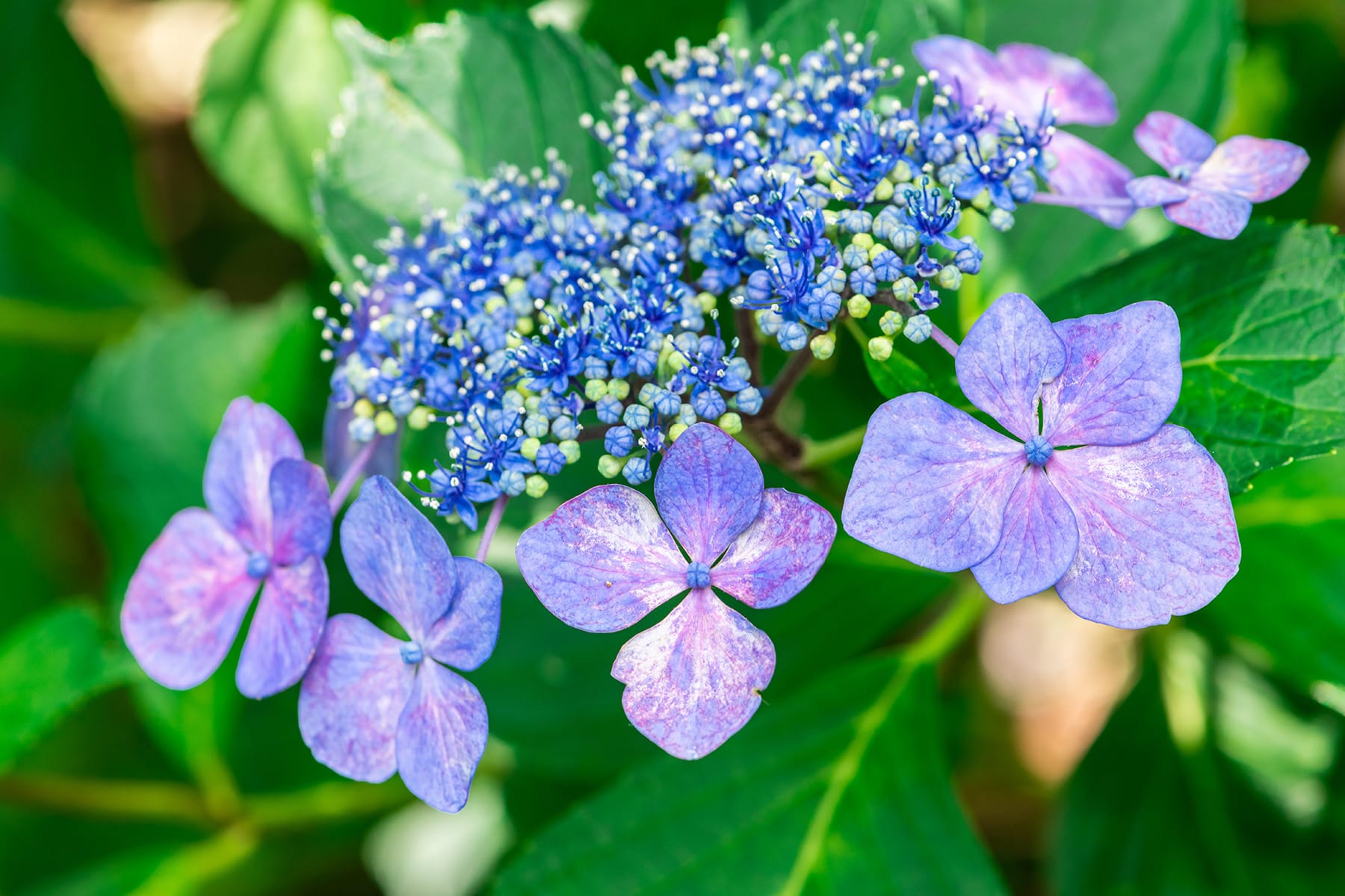 大宮公園の紫陽花と花菖蒲 | フォトさいたま