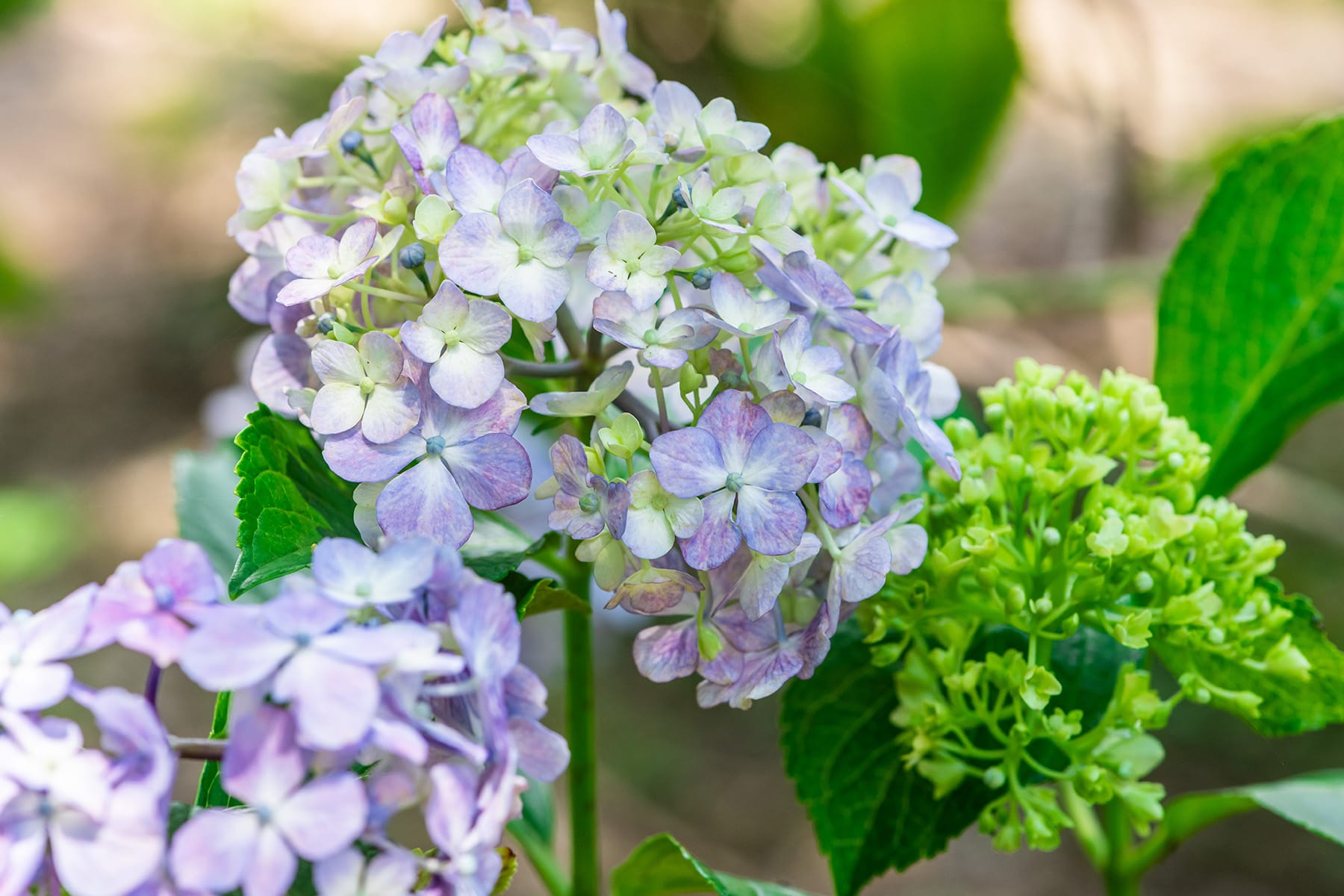 大宮公園の紫陽花と花菖蒲 | フォトさいたま