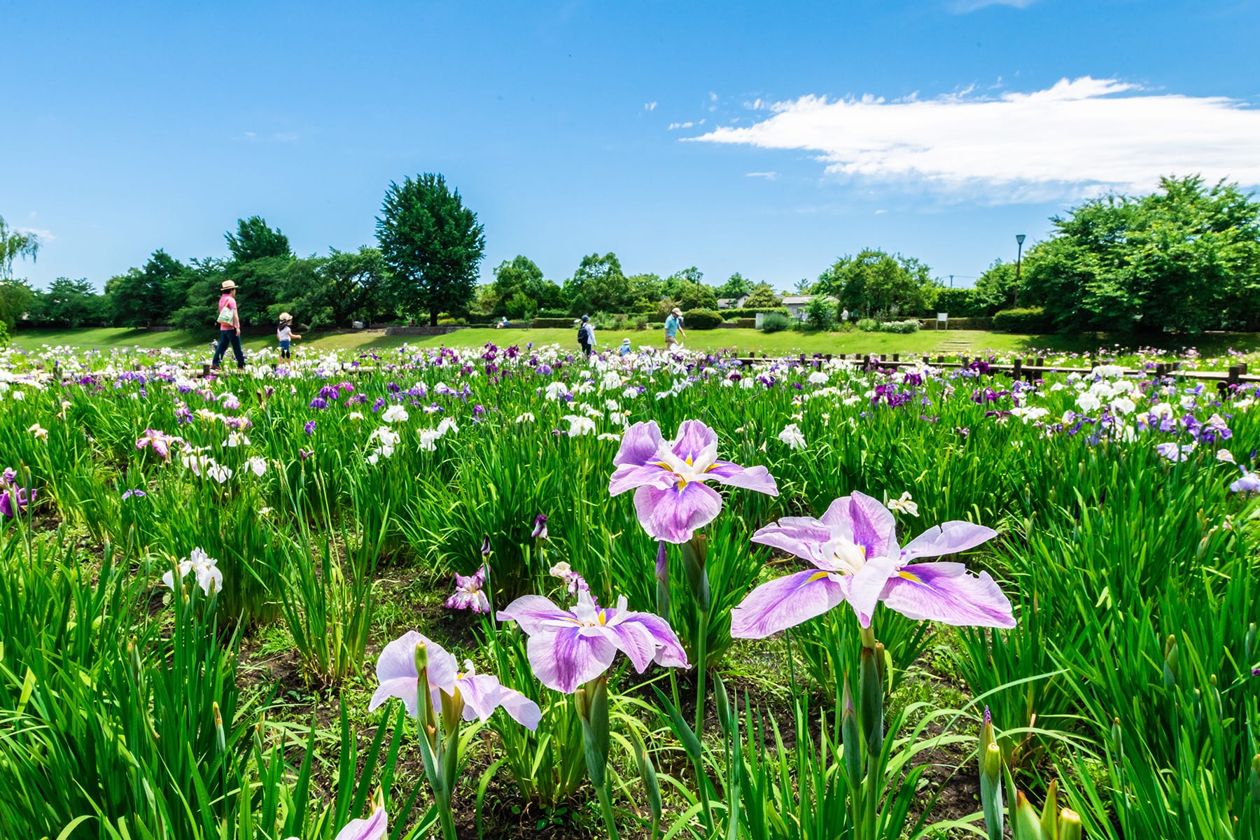 大宮公園の紫陽花と花菖蒲 | フォトさいたま
