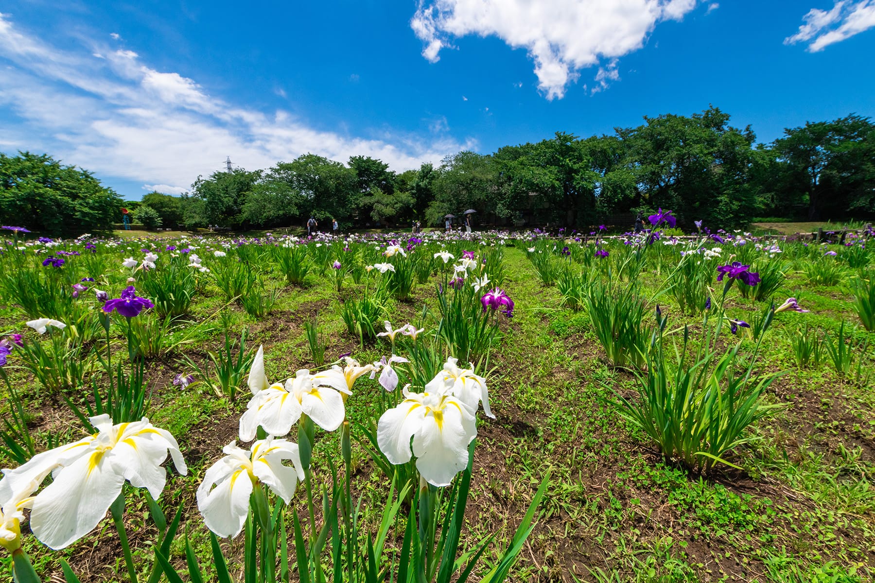 大宮公園の紫陽花と花菖蒲 | フォトさいたま
