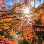 彩甲斐街道沿いの紅葉【大血川渓谷・三峰登竜渓付近｜埼玉県秩父市】