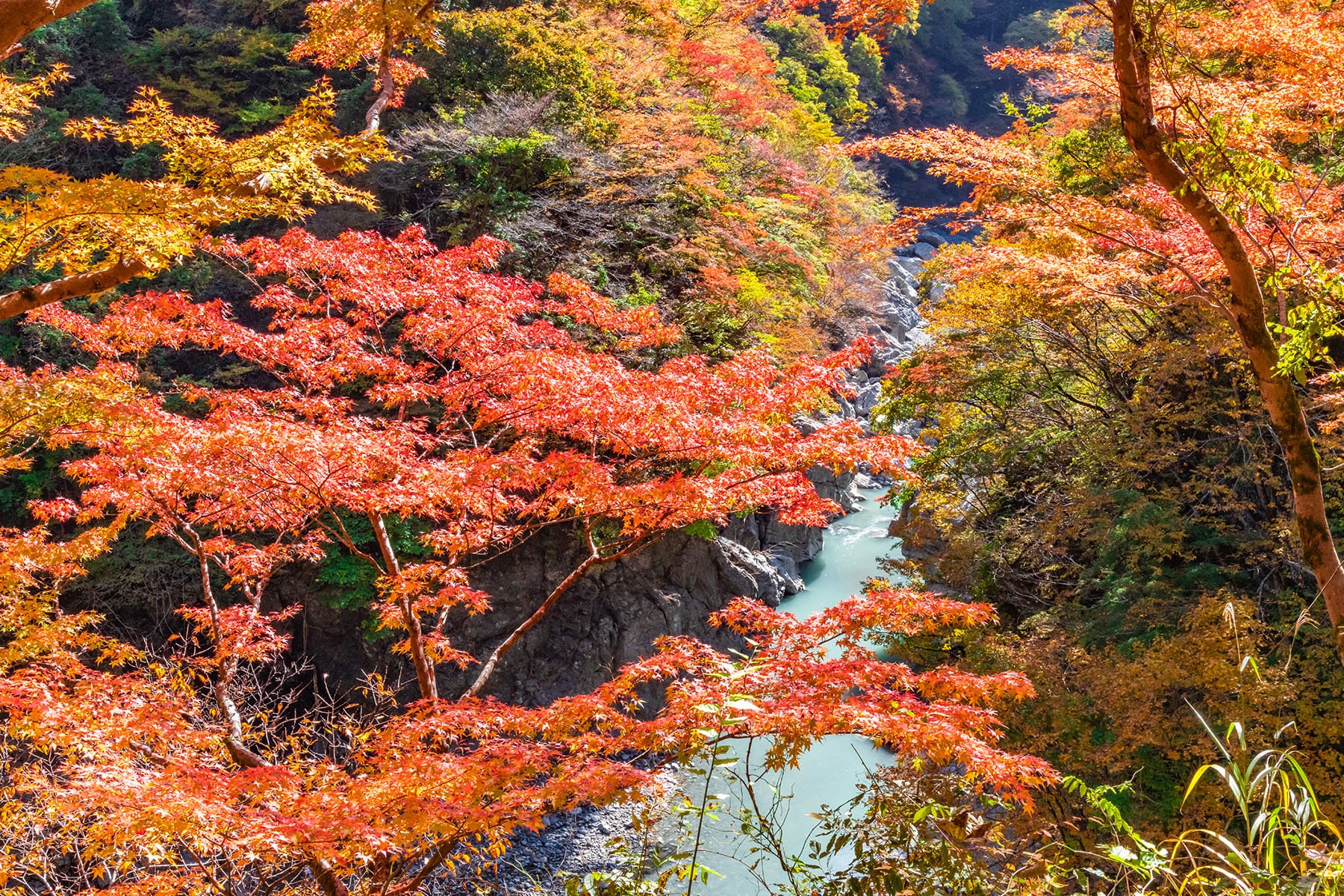 彩甲斐街道沿いの紅葉【大血川渓谷・三峰登竜渓付近｜埼玉県秩父市】