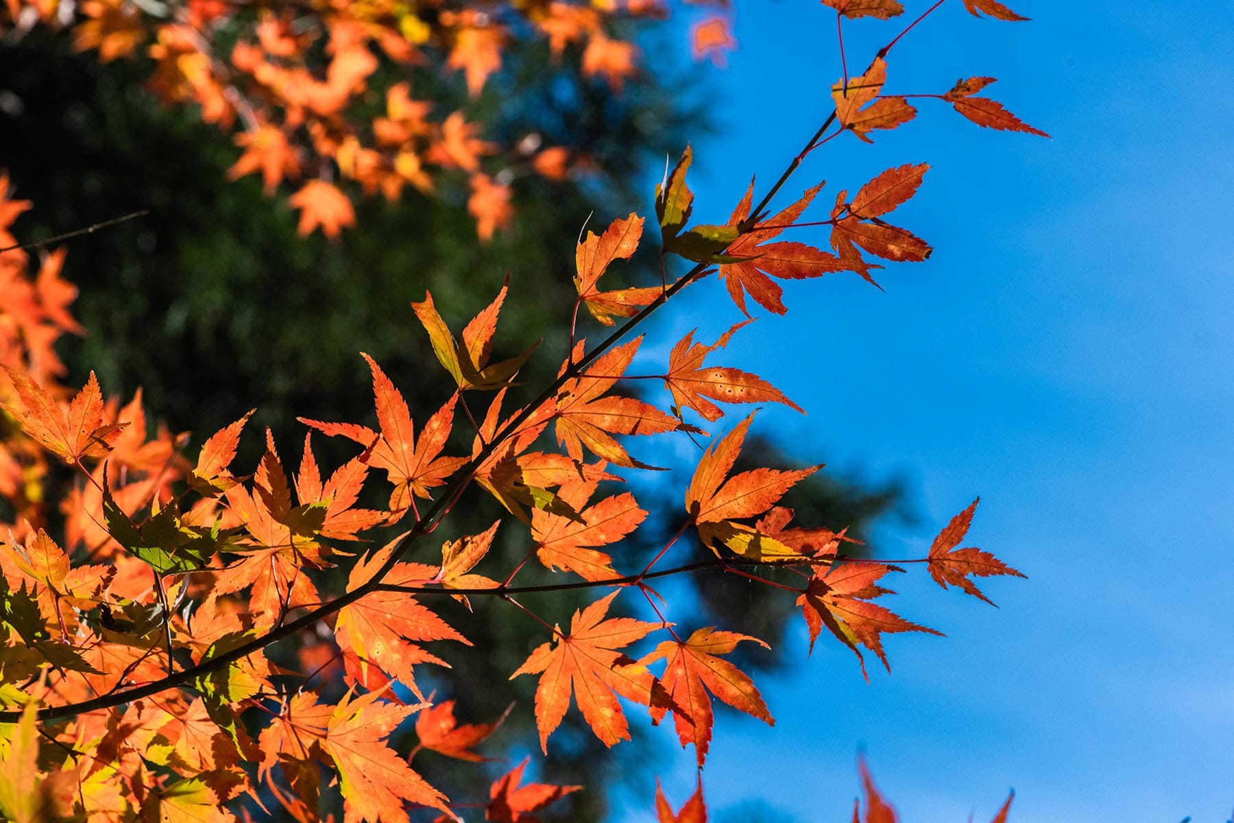 彩甲斐街道沿いの紅葉【大血川渓谷・三峰登竜渓付近｜埼玉県秩父市】