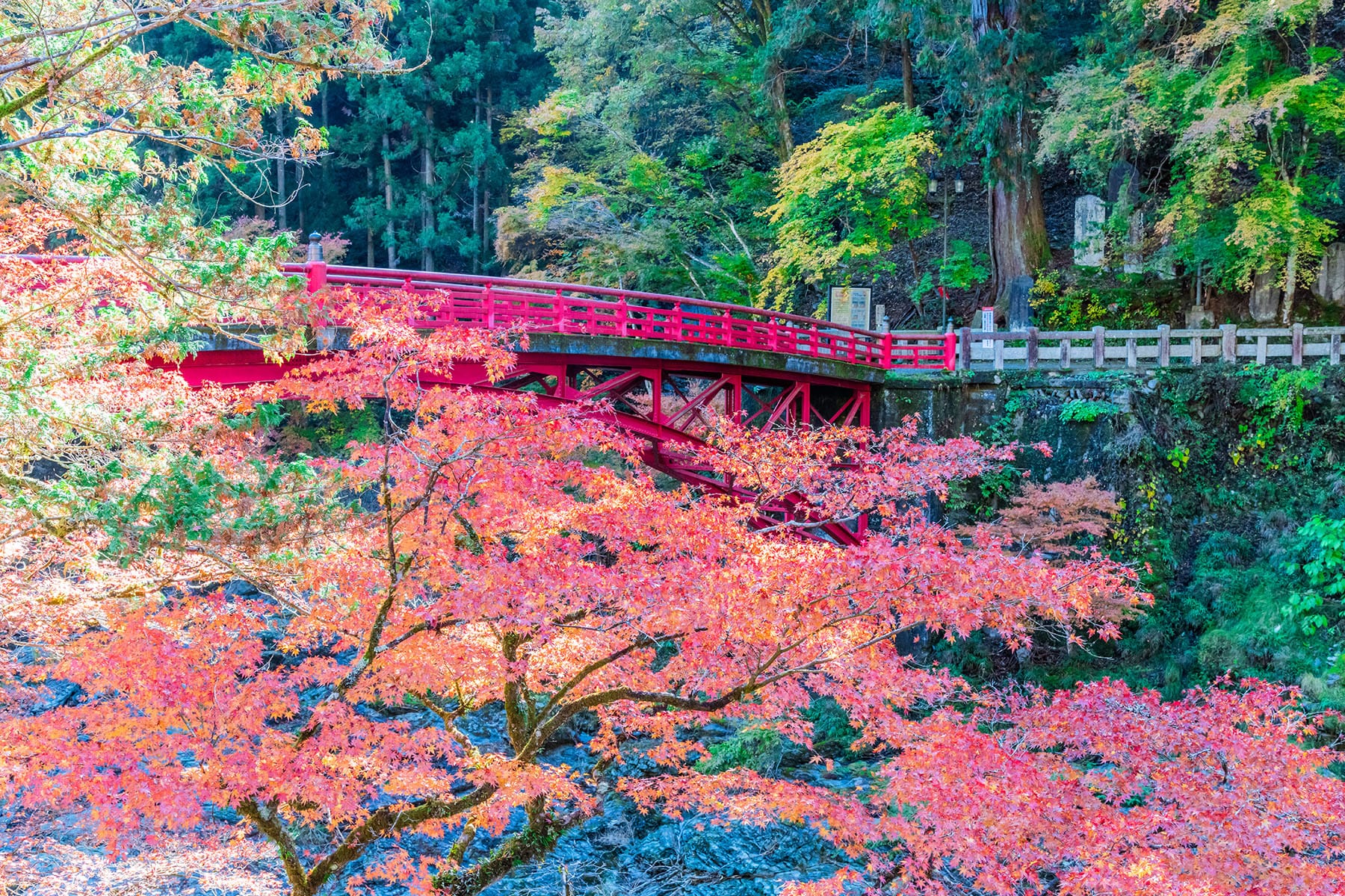 彩甲斐街道沿いの紅葉【大血川渓谷・三峰登竜渓付近｜埼玉県秩父市】