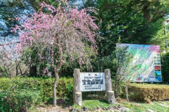 宝登山の梅林