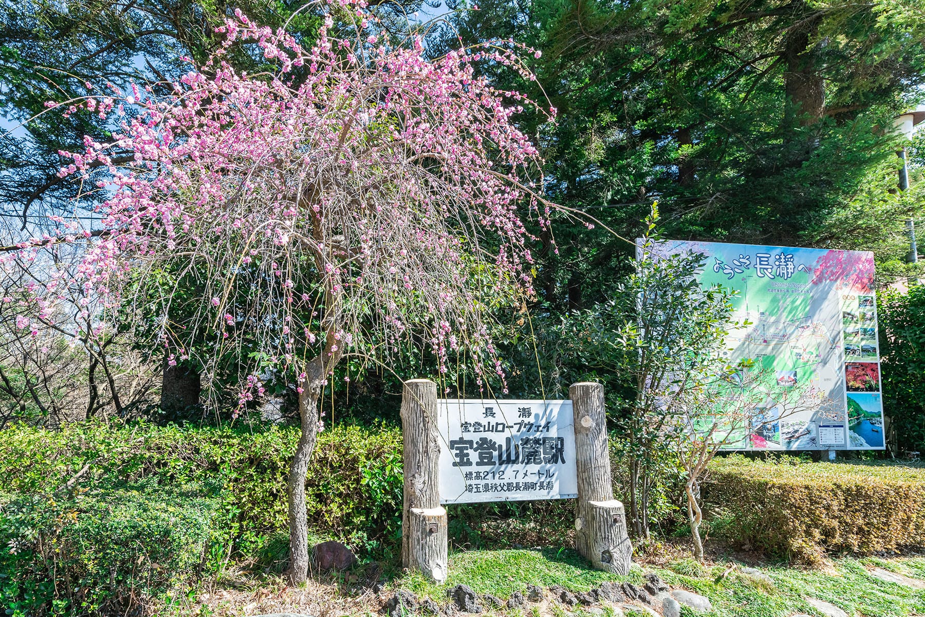 宝登山の梅林【長瀞・宝登山｜埼玉県秩父郡長瀞町】 | フォトさいたま