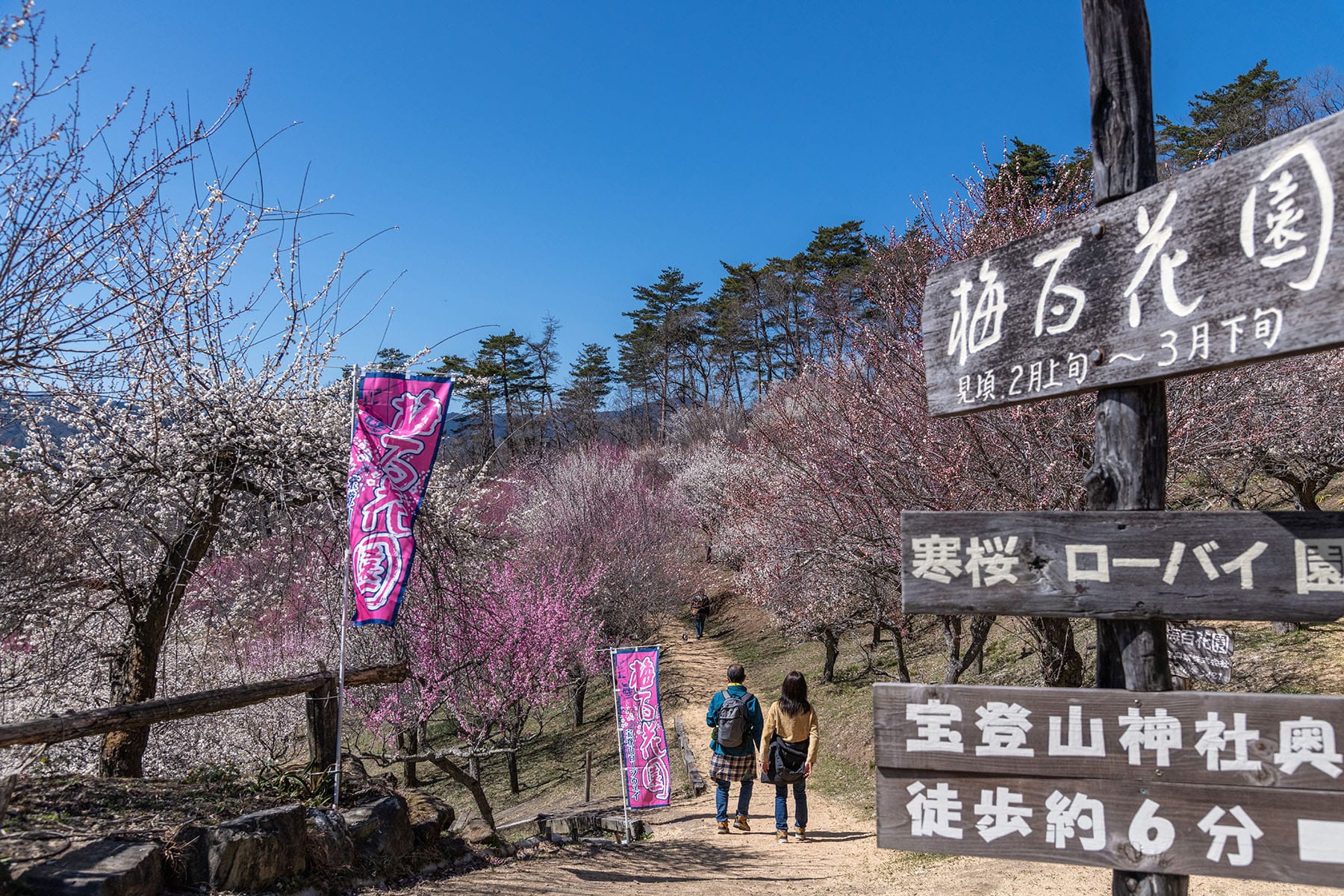 宝登山の梅林【長瀞・宝登山｜埼玉県秩父郡長瀞町】 | フォトさいたま