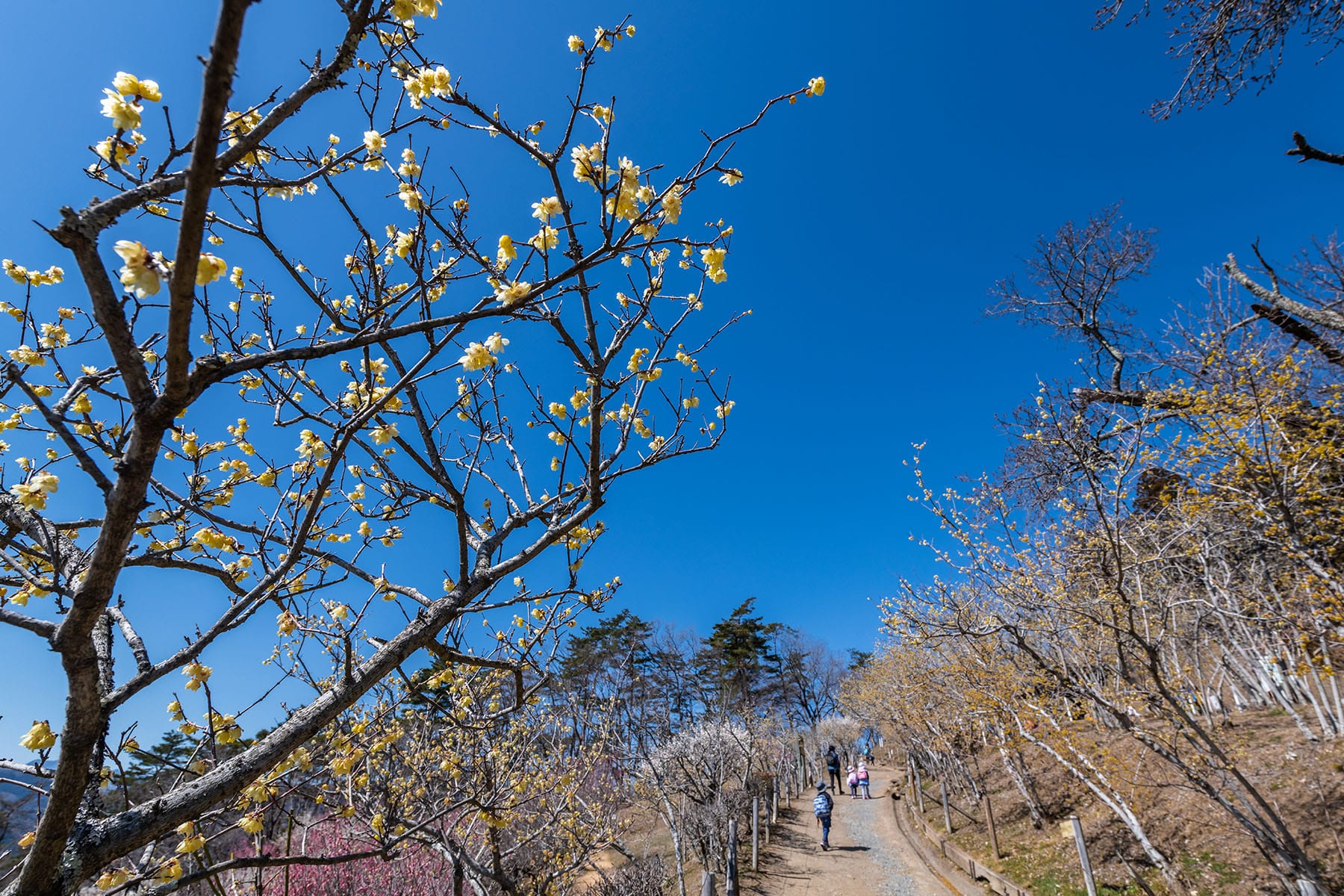 宝登山の梅林【長瀞・宝登山｜埼玉県秩父郡長瀞町】 | フォトさいたま