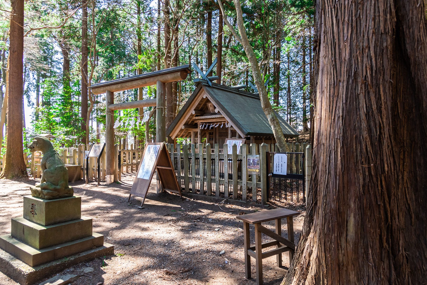 宝登山の梅林【長瀞・宝登山｜埼玉県秩父郡長瀞町】 | フォトさいたま