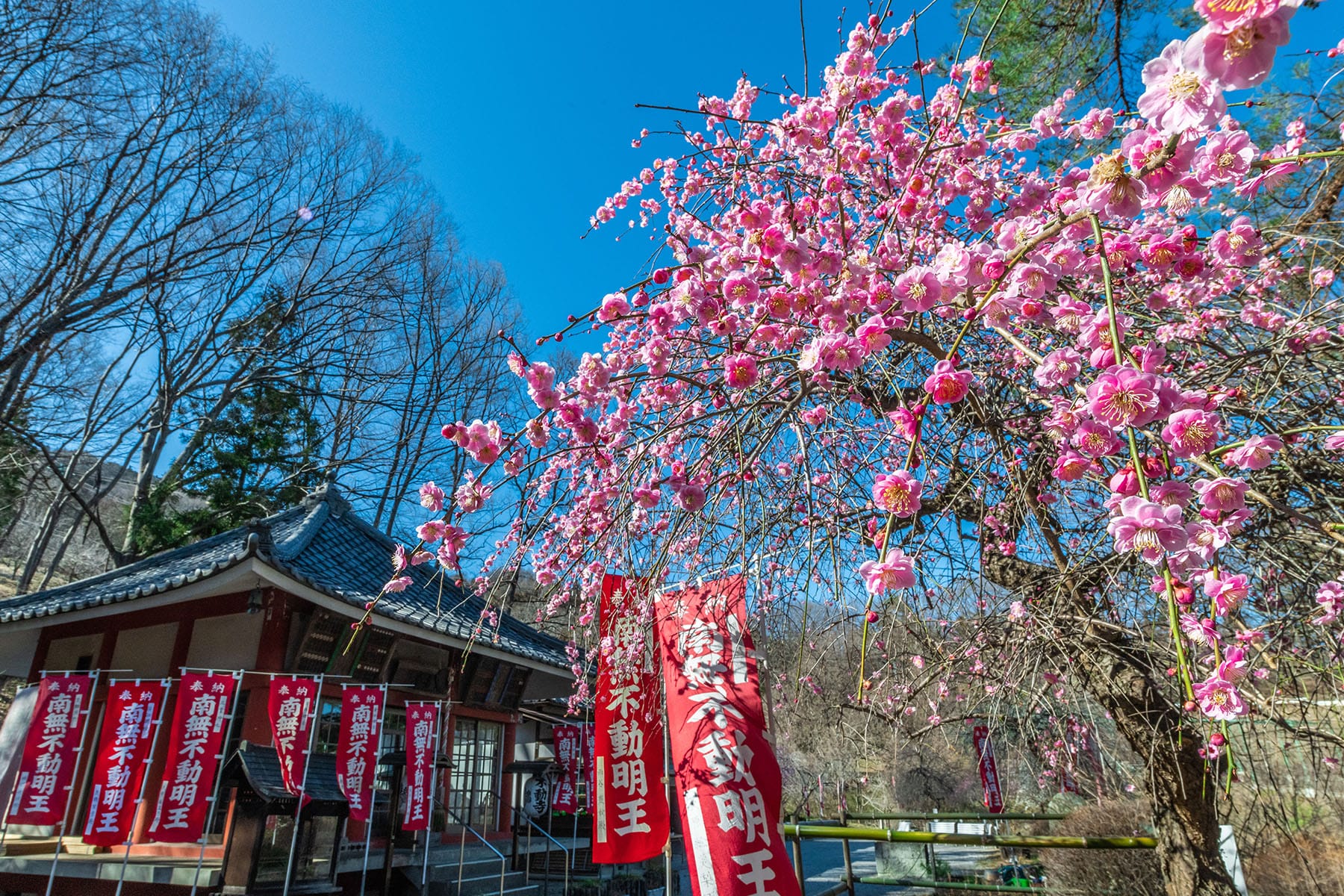 宝登山の梅林【長瀞・宝登山｜埼玉県秩父郡長瀞町】 | フォトさいたま