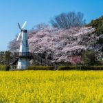 見沼田んぼの桜回廊【見沼田んぼ（全域）｜埼玉県さいたま市】 | フォトさいたま