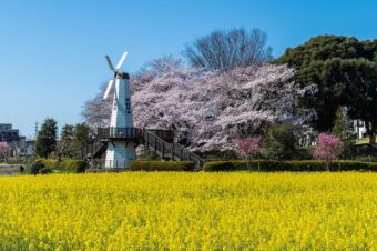 見沼田んぼの桜回廊