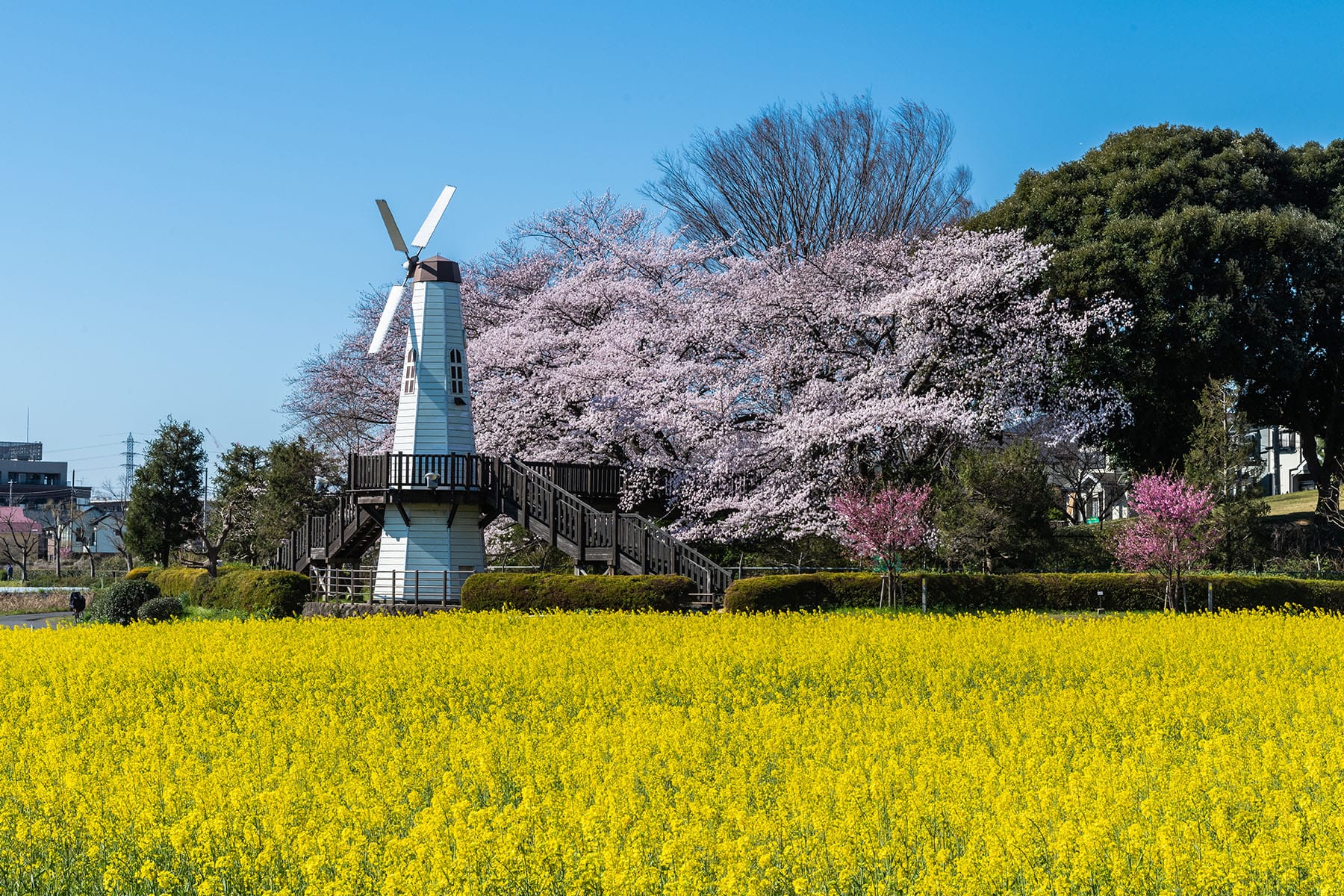 見沼田んぼの桜回廊【見沼田んぼ（全域）｜埼玉県さいたま市】 | フォトさいたま