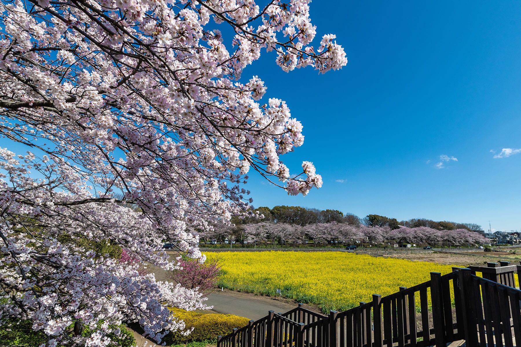 見沼田んぼの桜回廊【見沼田んぼ（全域）｜埼玉県さいたま市】 | フォトさいたま