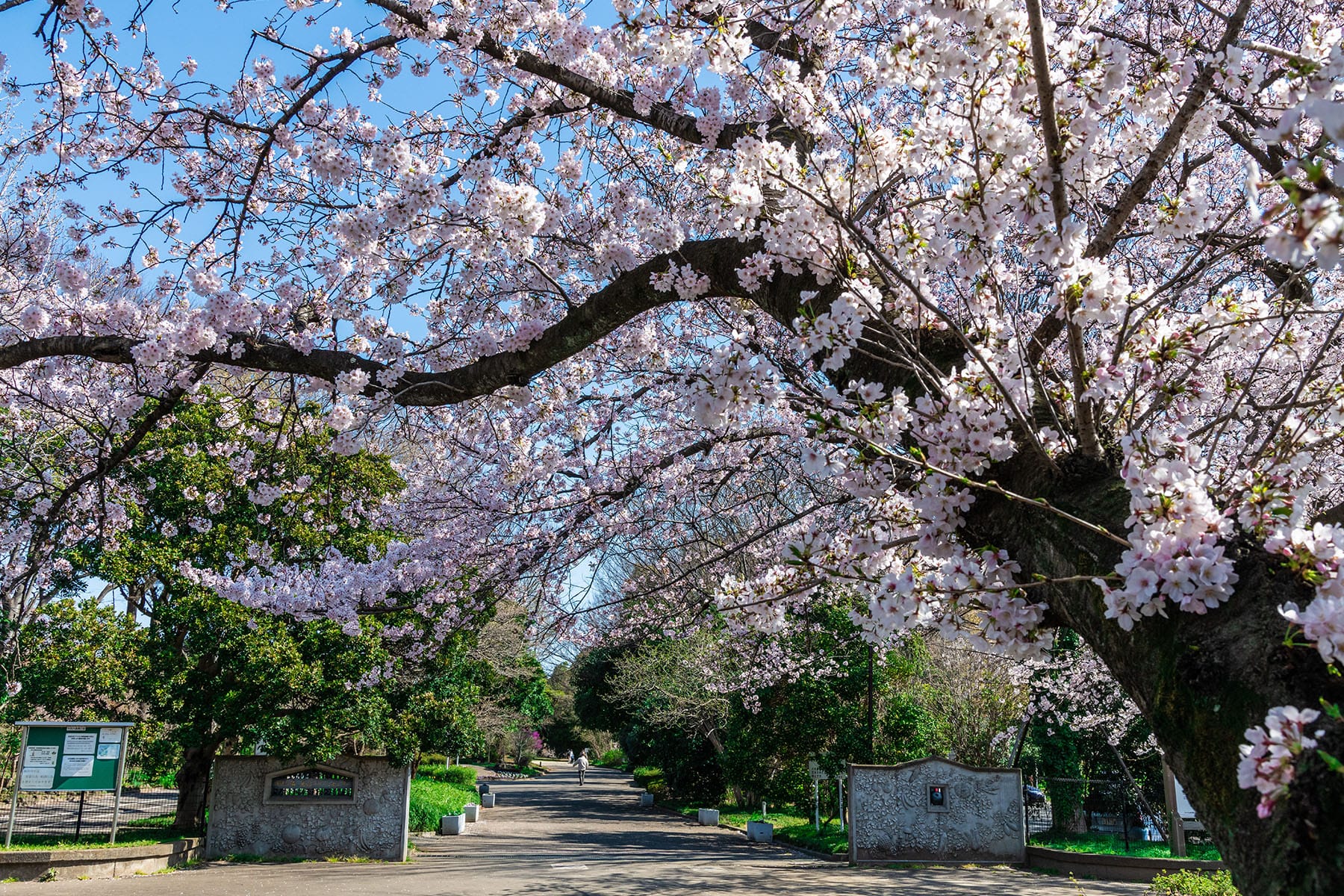 見沼田んぼの桜回廊【見沼田んぼ（全域）｜埼玉県さいたま市】 | フォトさいたま