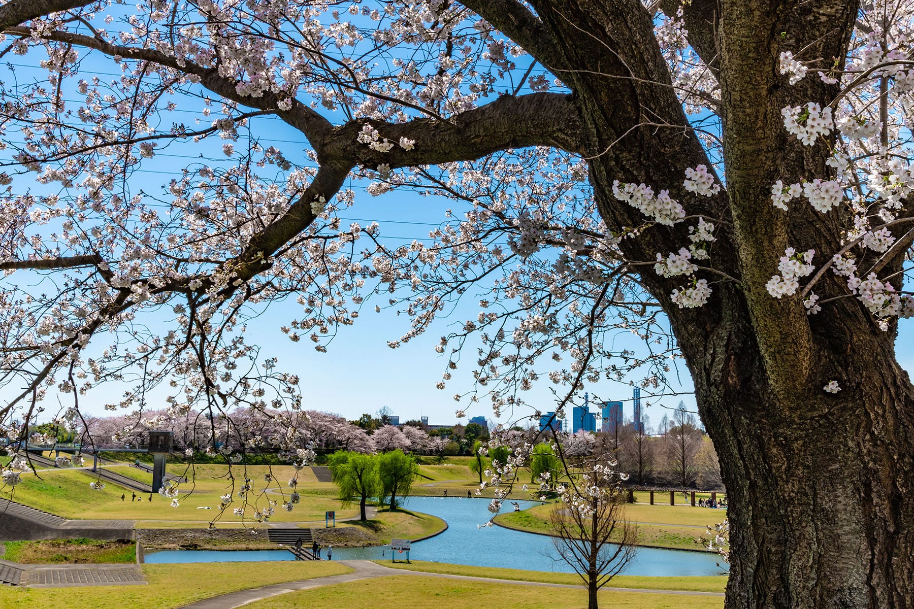 見沼田んぼの桜回廊【見沼田んぼ（全域）｜埼玉県さいたま市】 | フォトさいたま