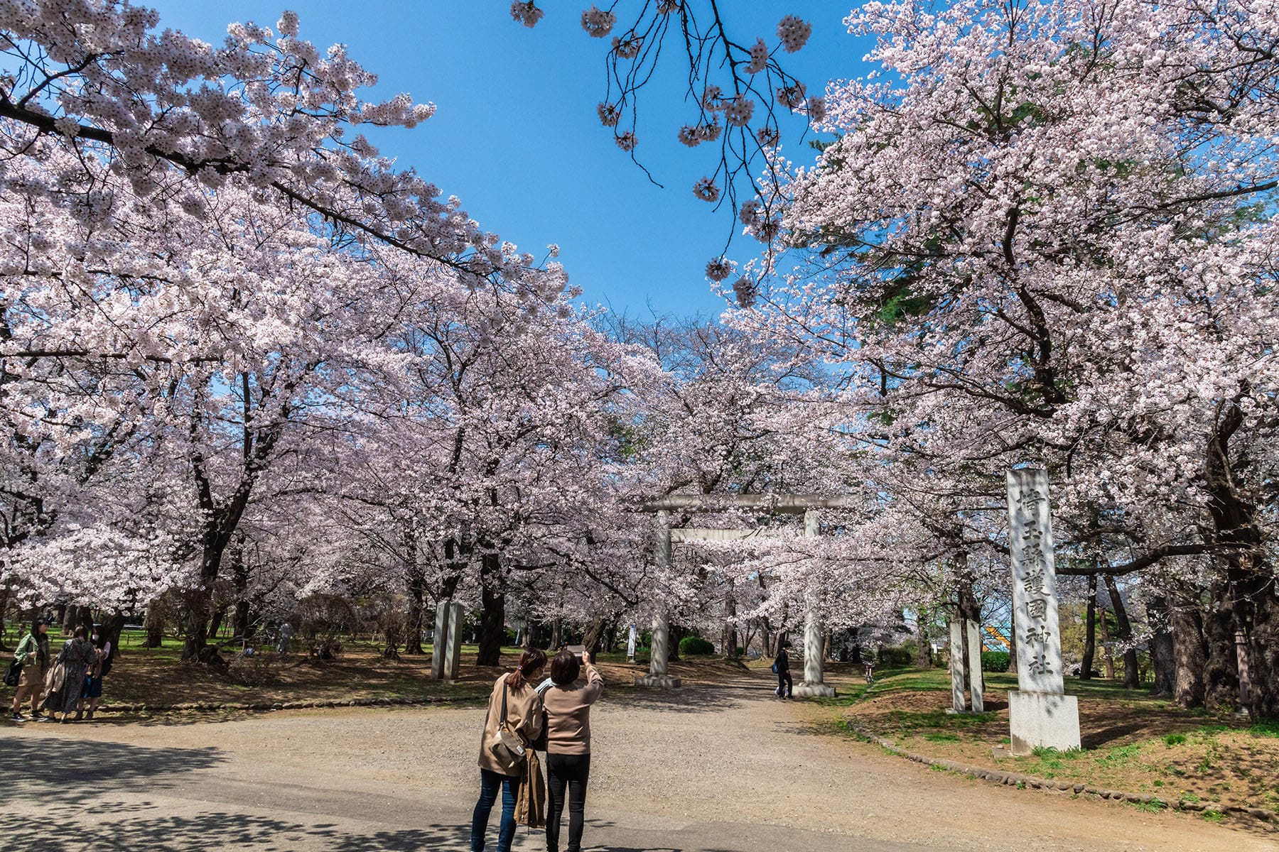 見沼田んぼの桜回廊【見沼田んぼ（全域）｜埼玉県さいたま市】 | フォトさいたま