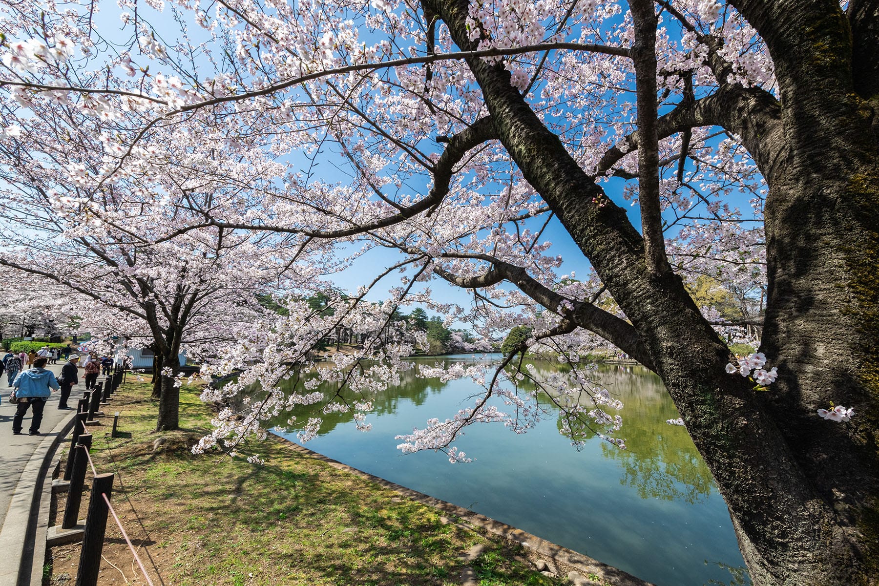 見沼田んぼの桜回廊【見沼田んぼ（全域）｜埼玉県さいたま市】 | フォトさいたま