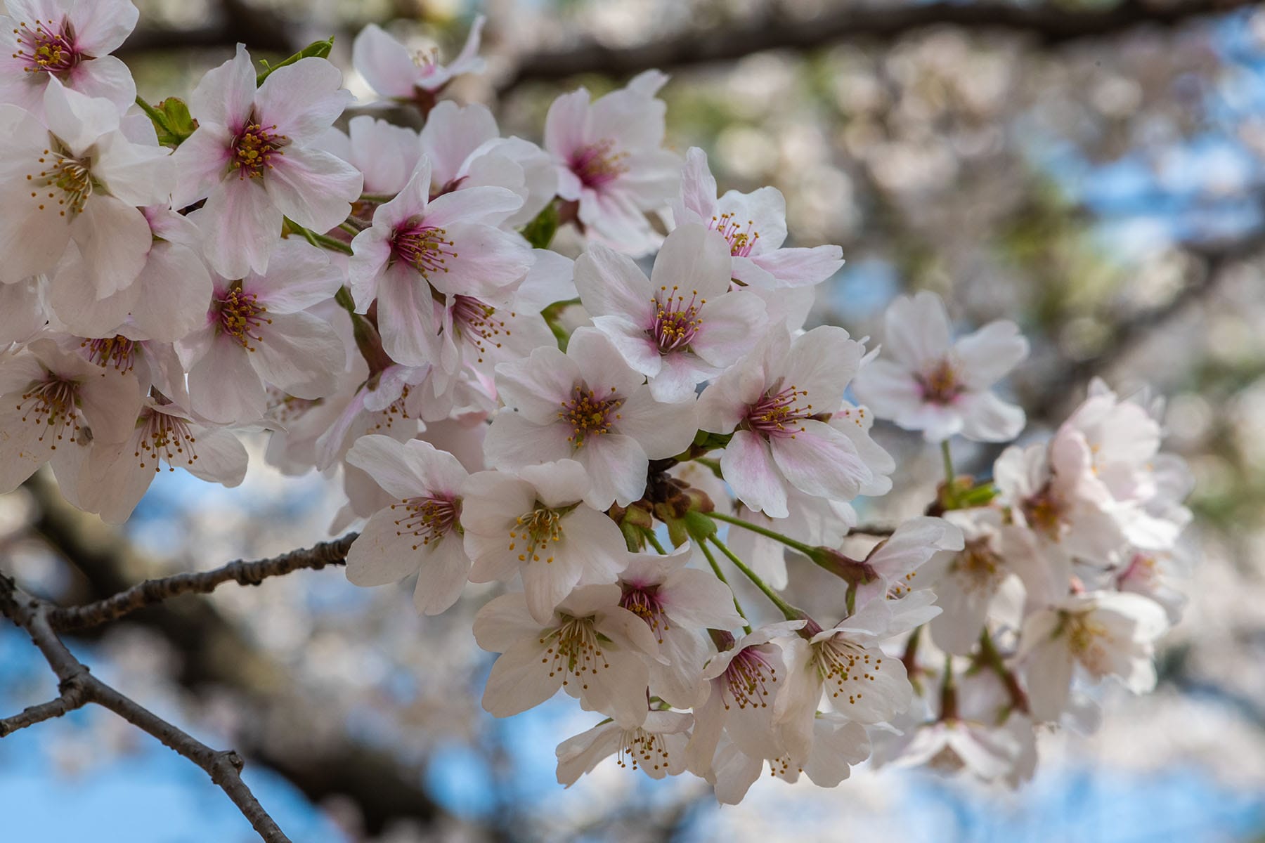 見沼田んぼの桜回廊【見沼田んぼ（全域）｜埼玉県さいたま市】 | フォトさいたま