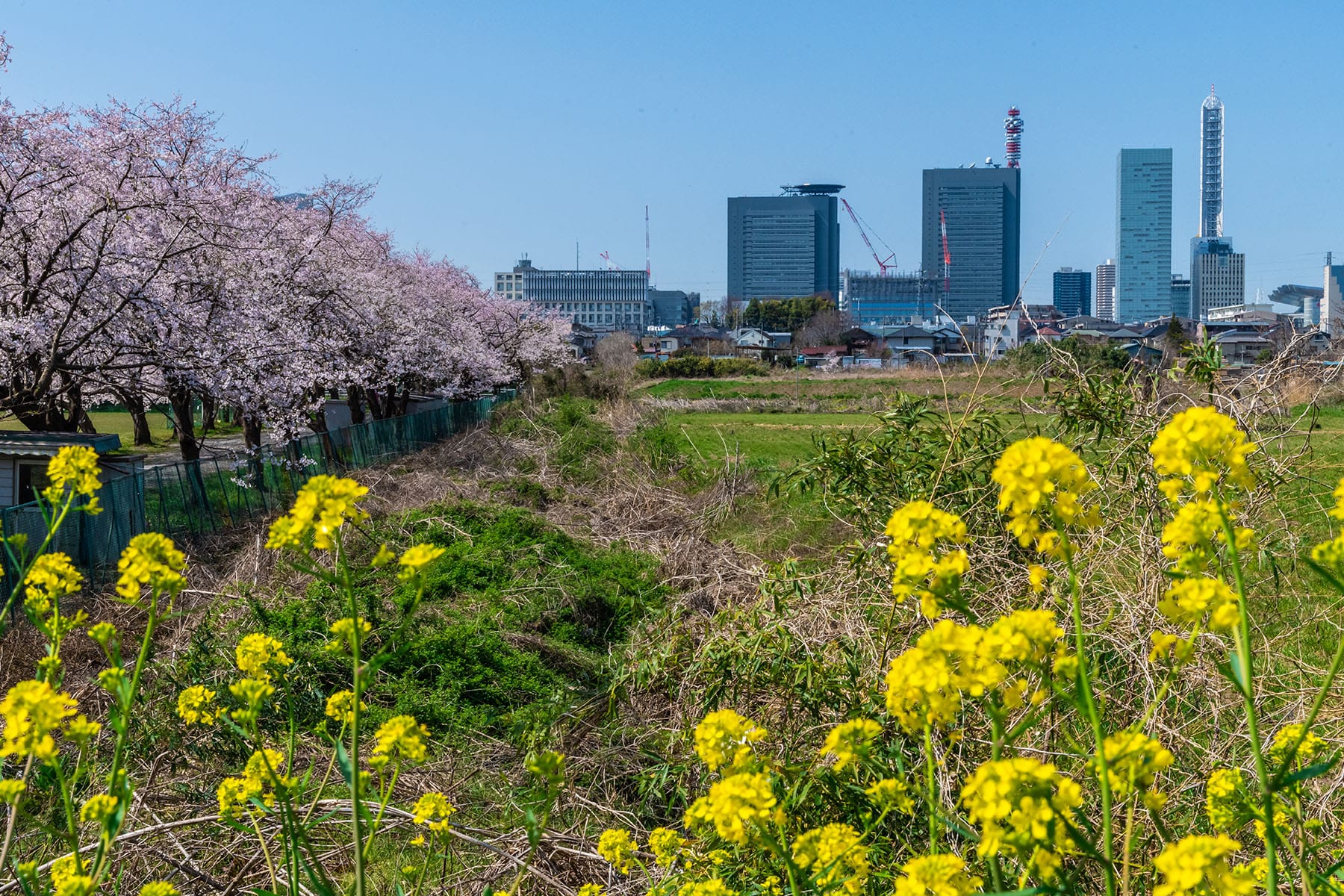 見沼田んぼの桜回廊【見沼田んぼ（全域）｜埼玉県さいたま市】 | フォトさいたま