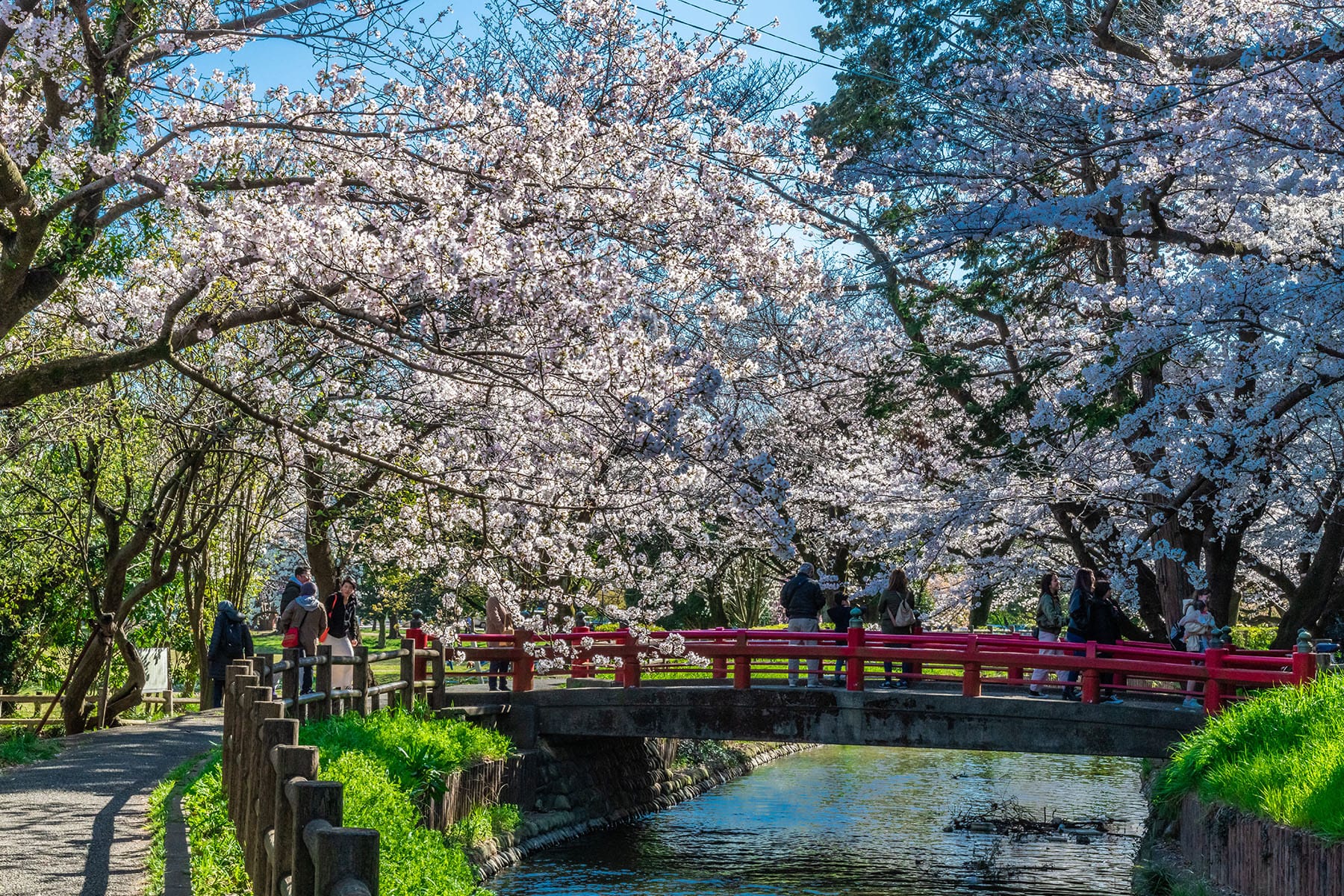 見沼田んぼの桜回廊【見沼田んぼ（全域）｜埼玉県さいたま市】 | フォトさいたま