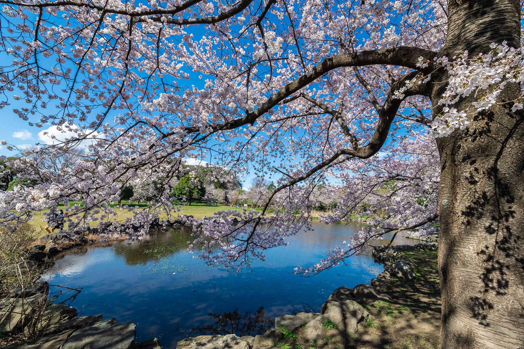 見沼田んぼの桜回廊【見沼田んぼ（全域）｜埼玉県さいたま市】 | フォトさいたま