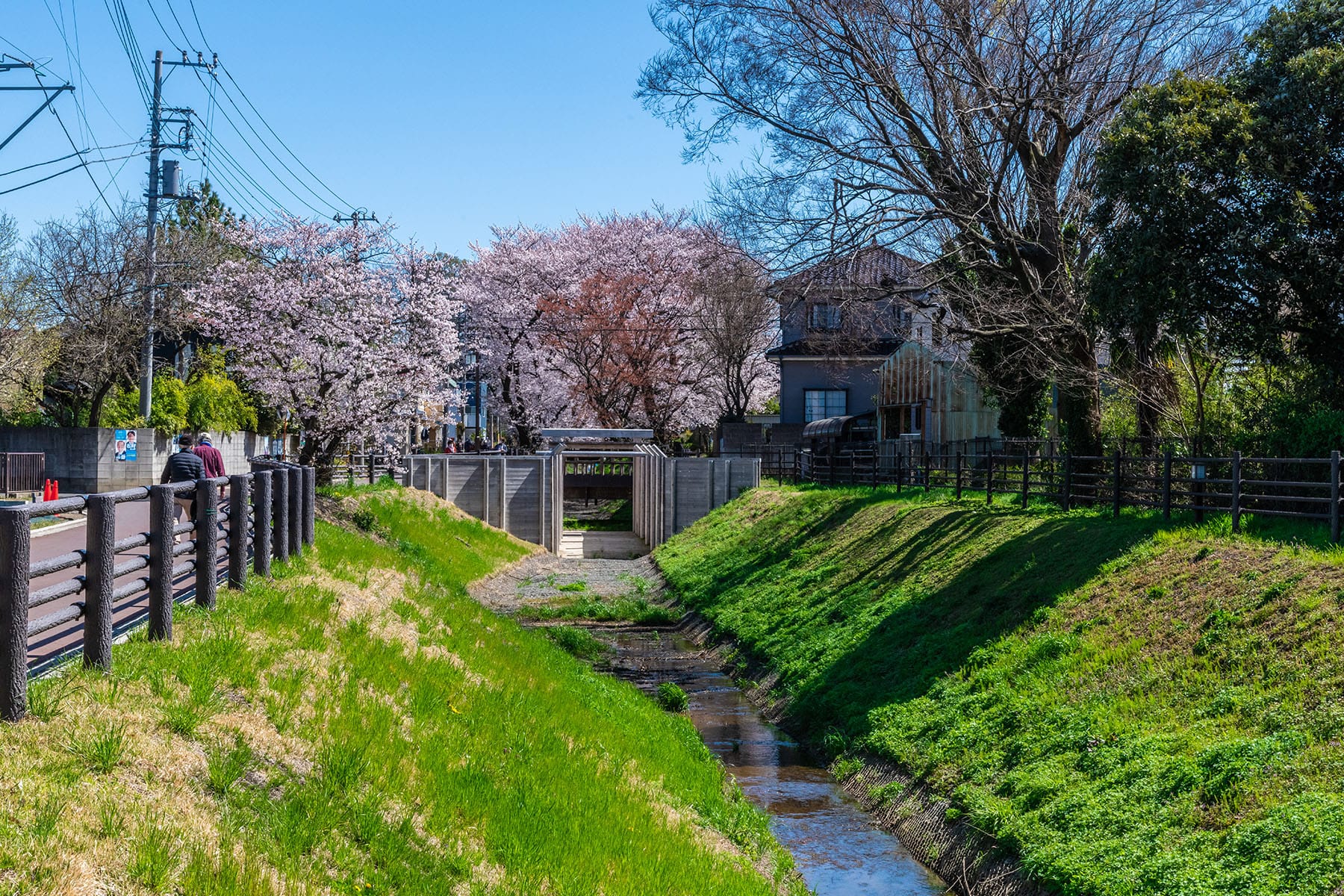 見沼田んぼの桜回廊【見沼田んぼ（全域）｜埼玉県さいたま市】 | フォトさいたま