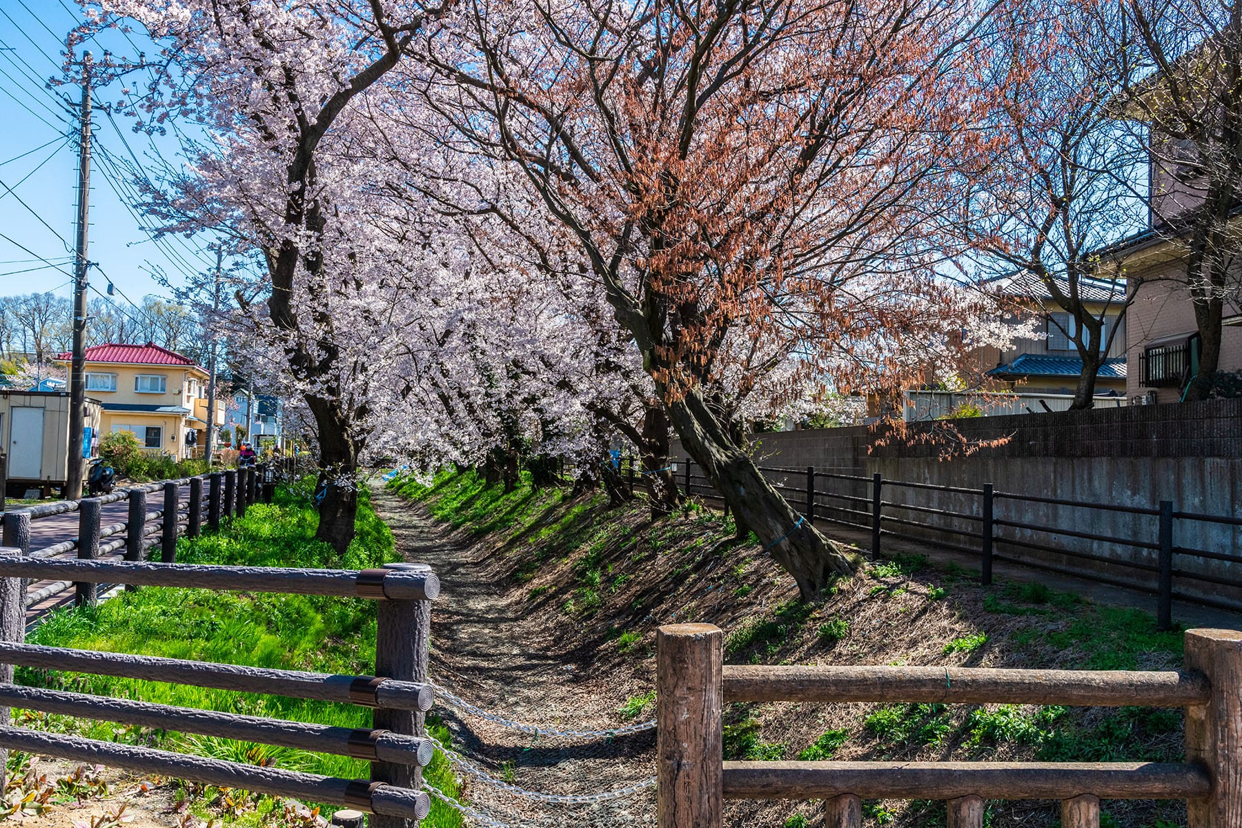 見沼田んぼの桜回廊【見沼田んぼ（全域）｜埼玉県さいたま市】 | フォトさいたま