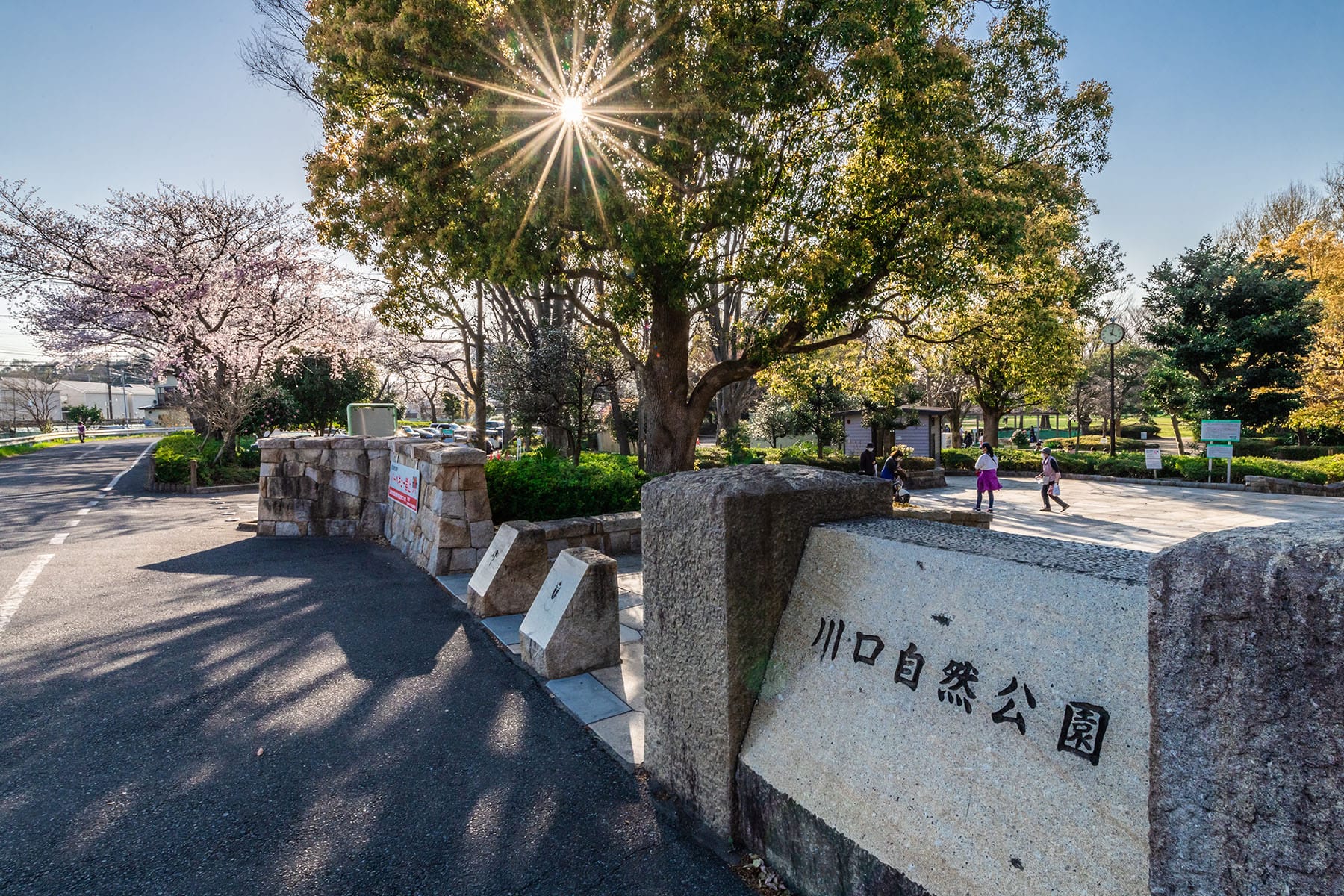 見沼田んぼの桜回廊【見沼田んぼ（全域）｜埼玉県さいたま市】 | フォトさいたま