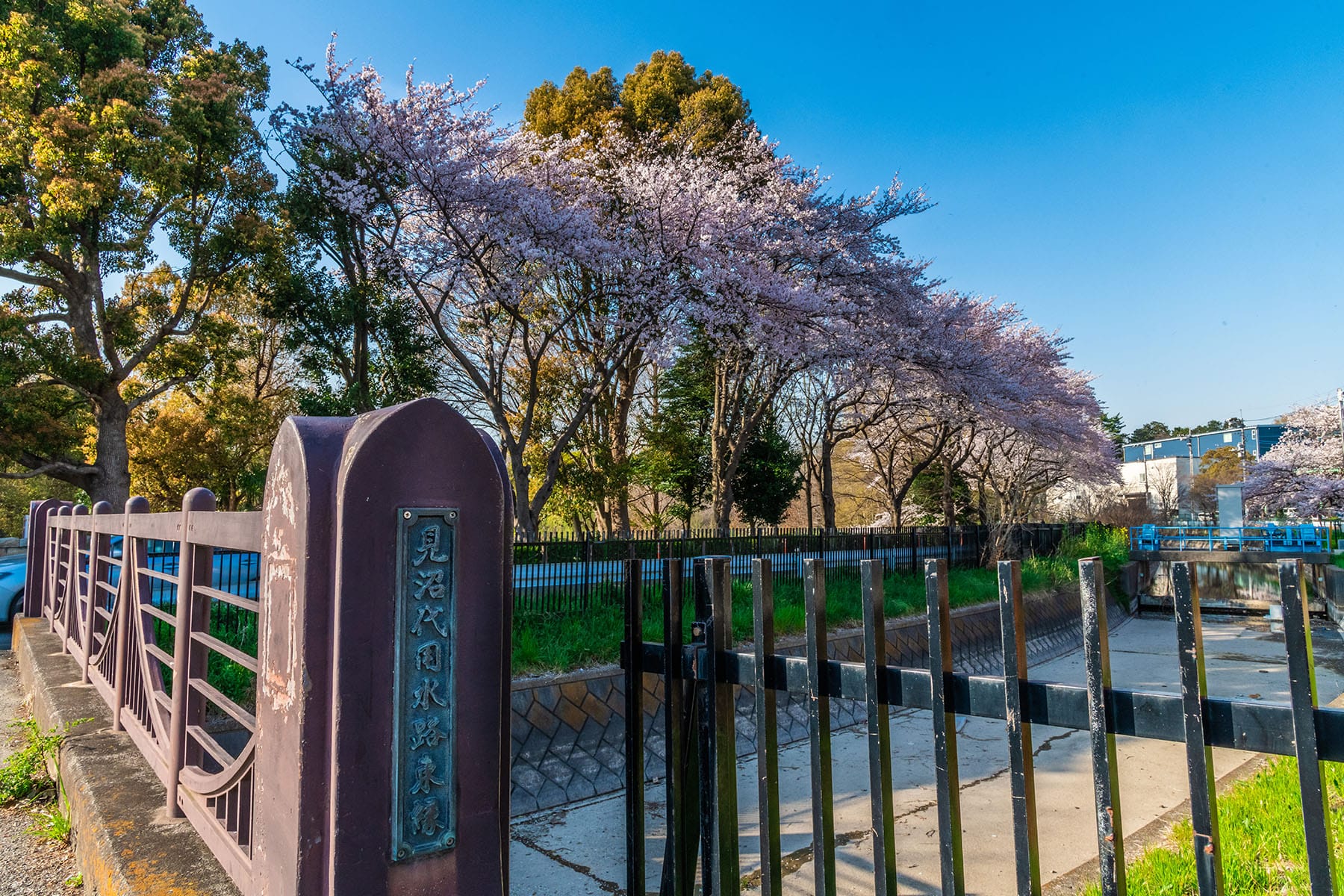 見沼田んぼの桜回廊【見沼田んぼ（全域）｜埼玉県さいたま市】 | フォトさいたま