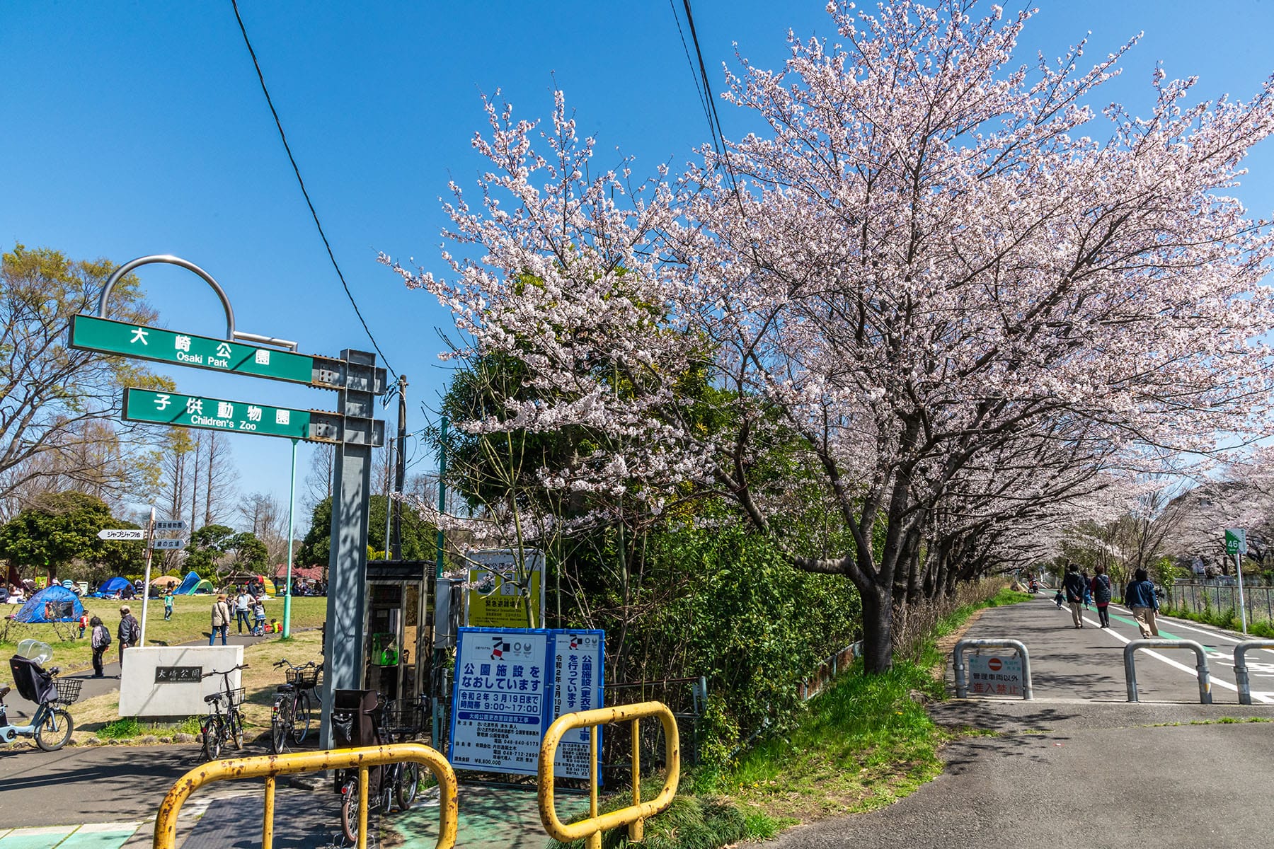 見沼田んぼの桜回廊【見沼田んぼ（全域）｜埼玉県さいたま市】 | フォトさいたま